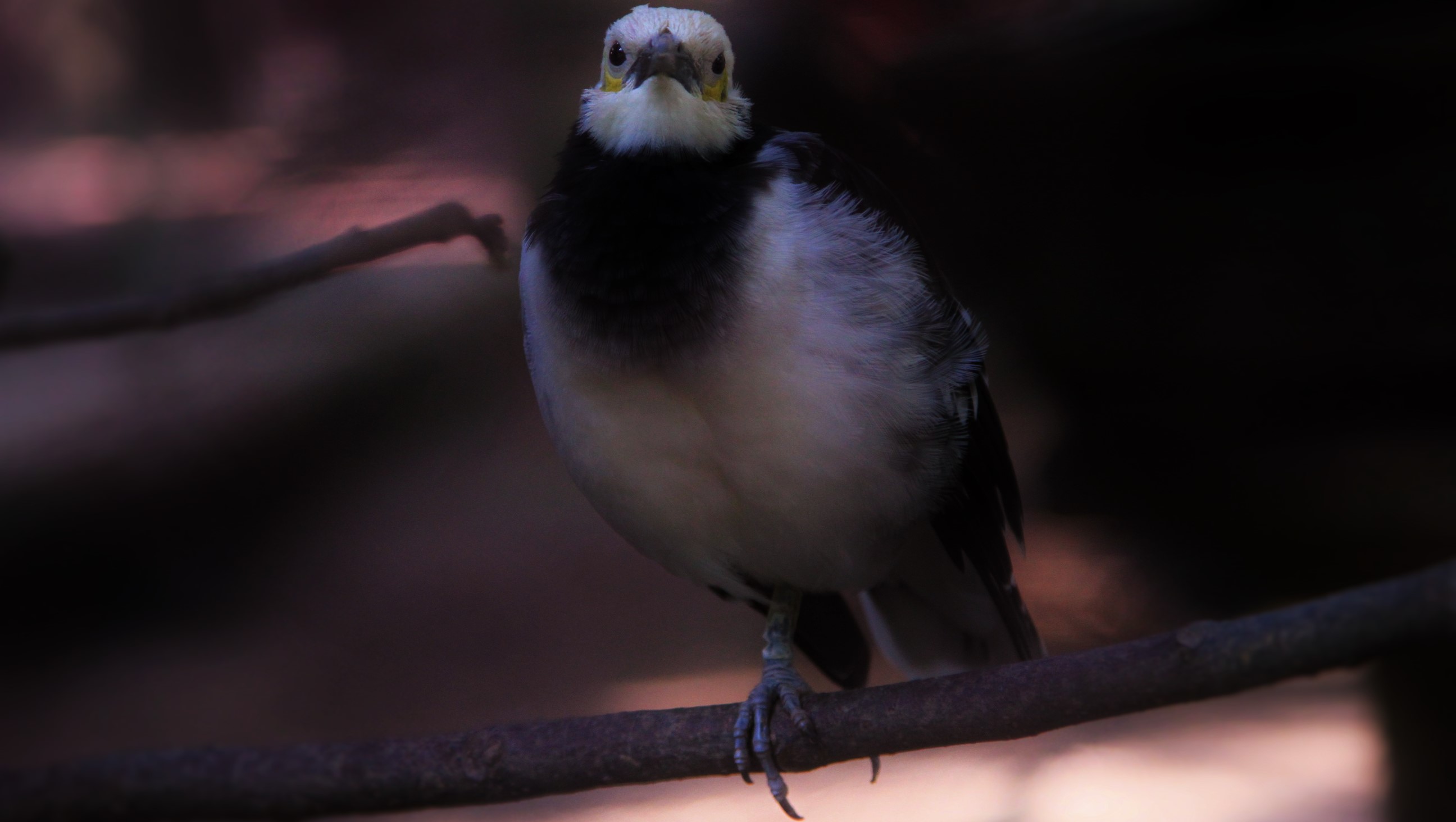 Handy-Wallpaper Tiere, Vögel, Adler kostenlos herunterladen.