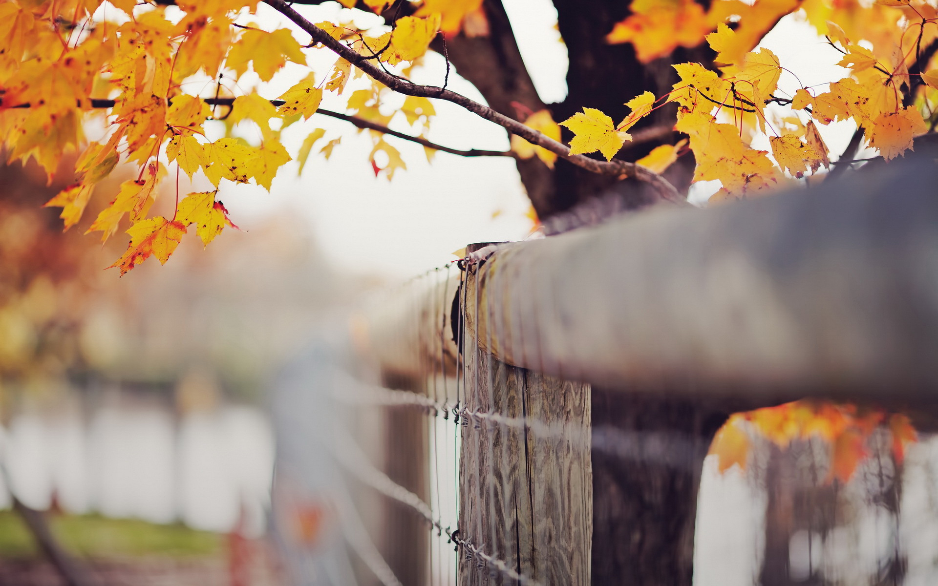 Baixar papel de parede para celular de Outono, Fotografia gratuito.