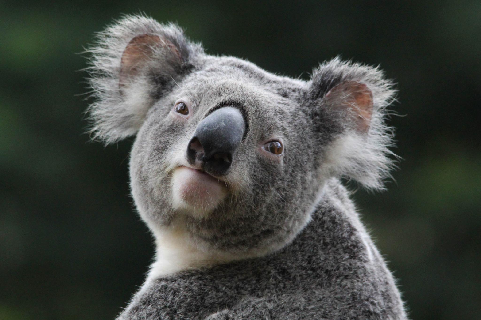 Free download wallpaper Animal, Koala on your PC desktop