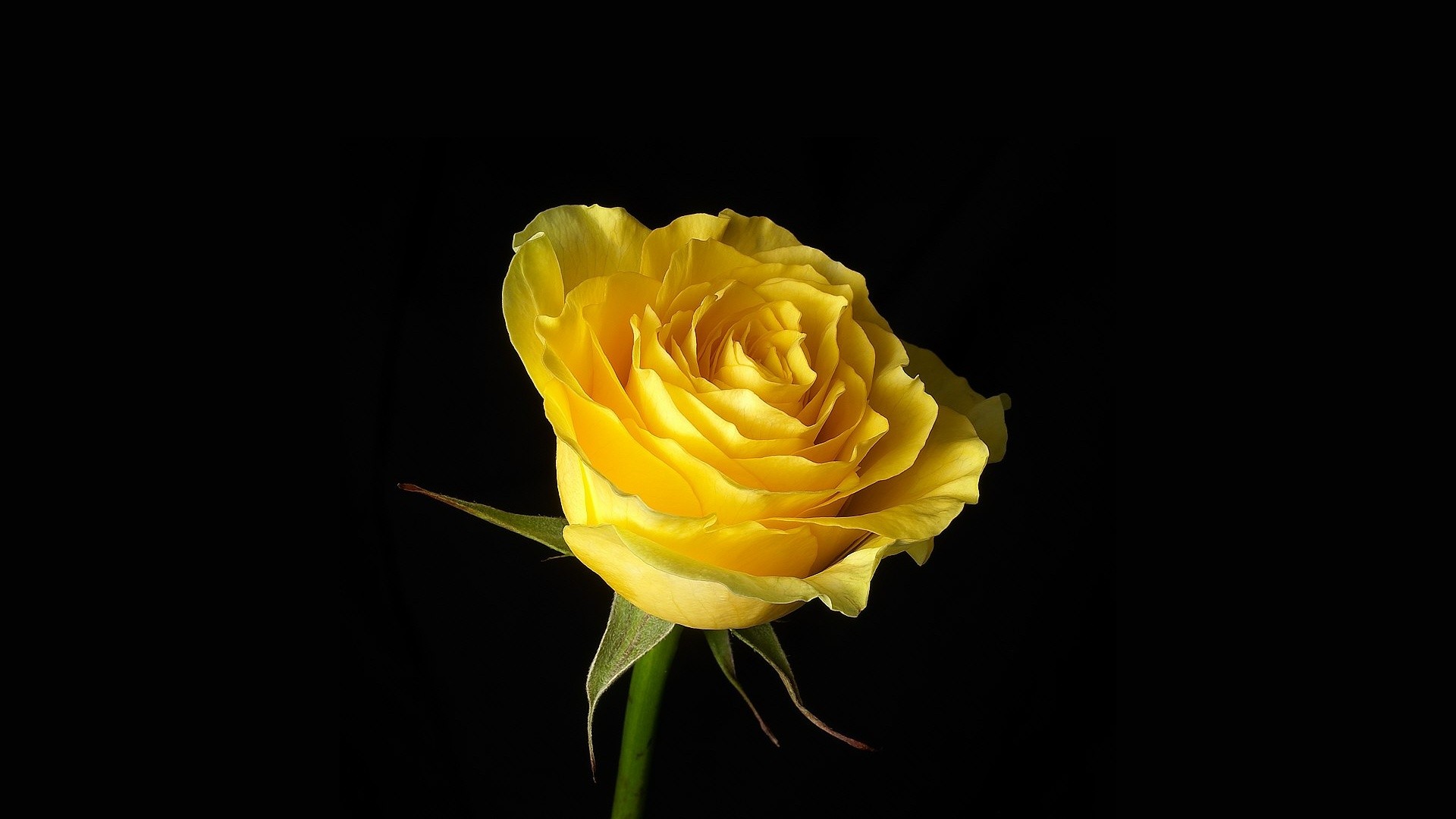 yellow flower, rose, flower, flowers, earth, yellow rose HD wallpaper