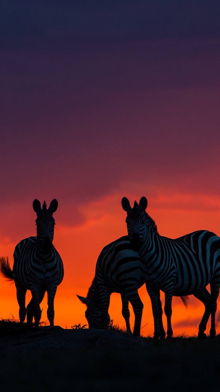 Handy-Wallpaper Tiere, Sonnenuntergang, Zebra kostenlos herunterladen.