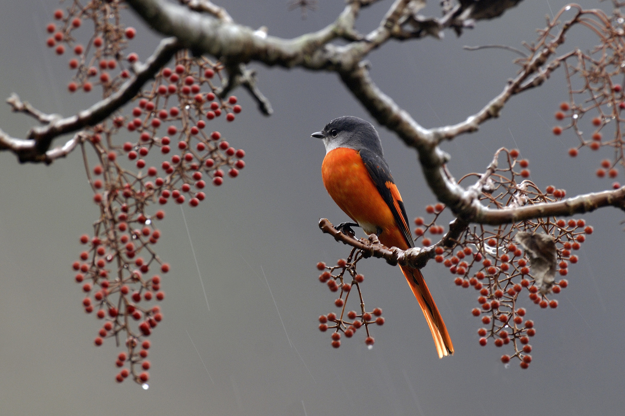 Free download wallpaper Birds, Bird, Animal on your PC desktop