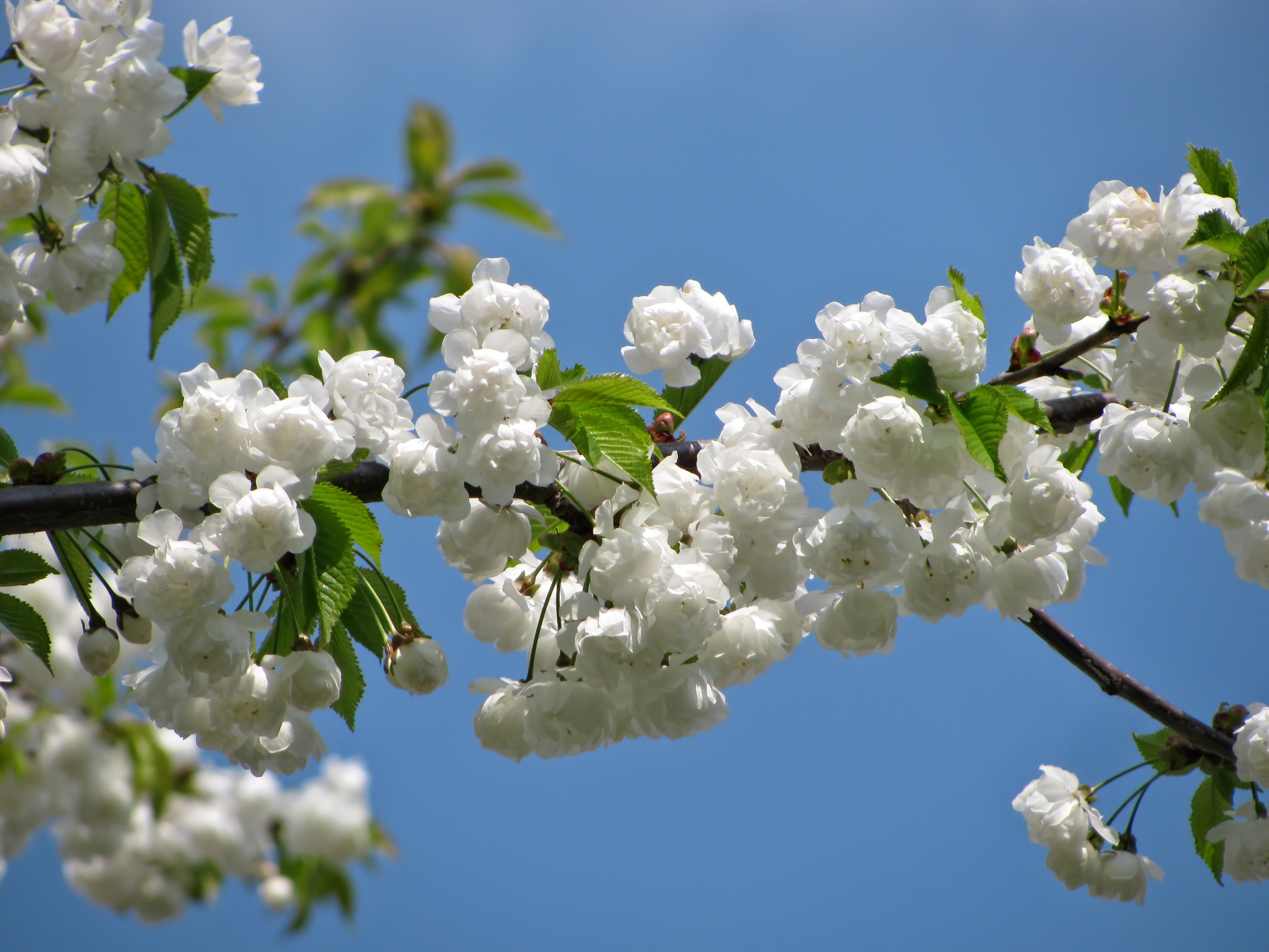 Descarga gratis la imagen Naturaleza, Flores, Flor, Florecer, Primavera, Flor Blanca, Tierra/naturaleza en el escritorio de tu PC