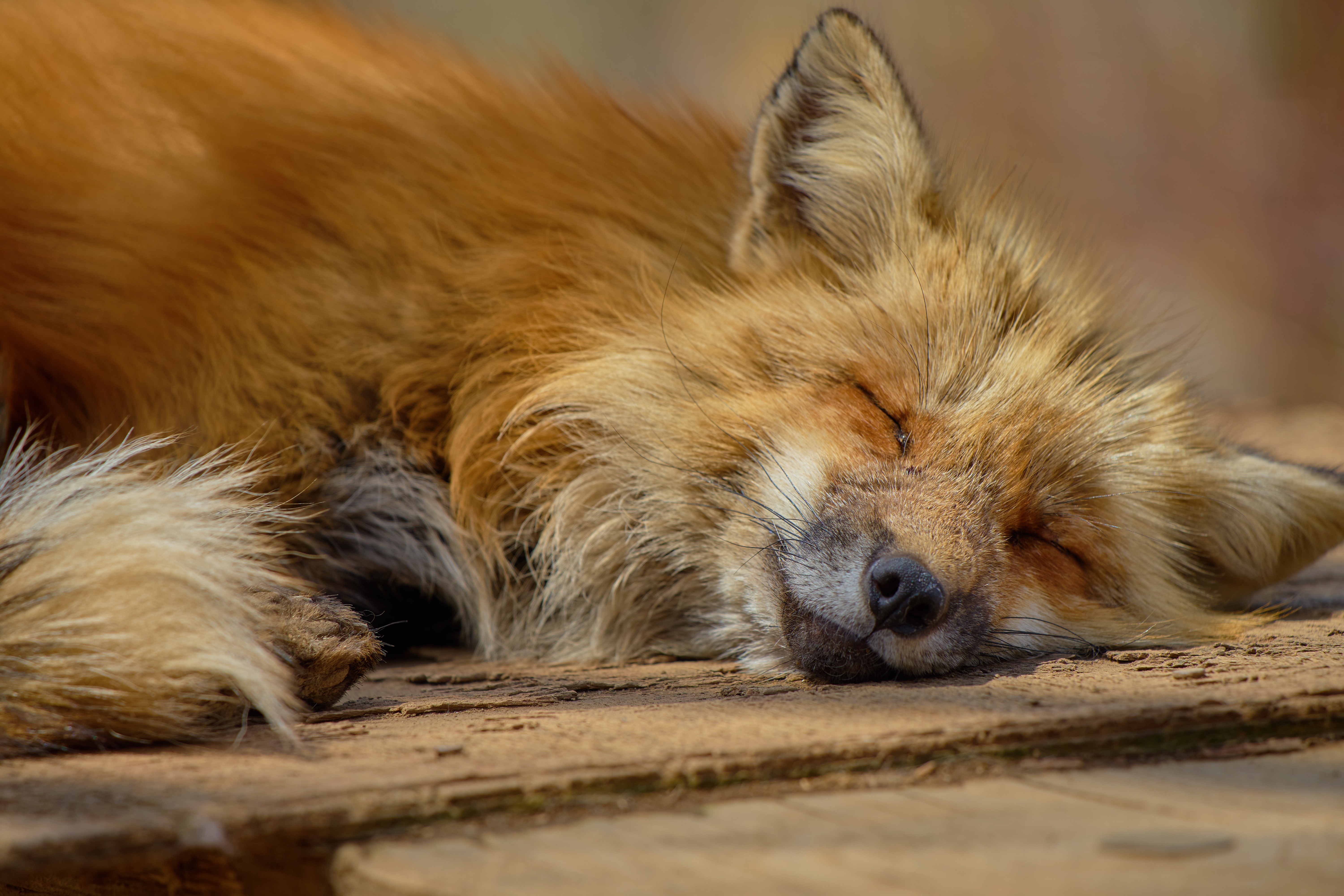 Laden Sie das Tiere, Fuchs, Schlafen-Bild kostenlos auf Ihren PC-Desktop herunter