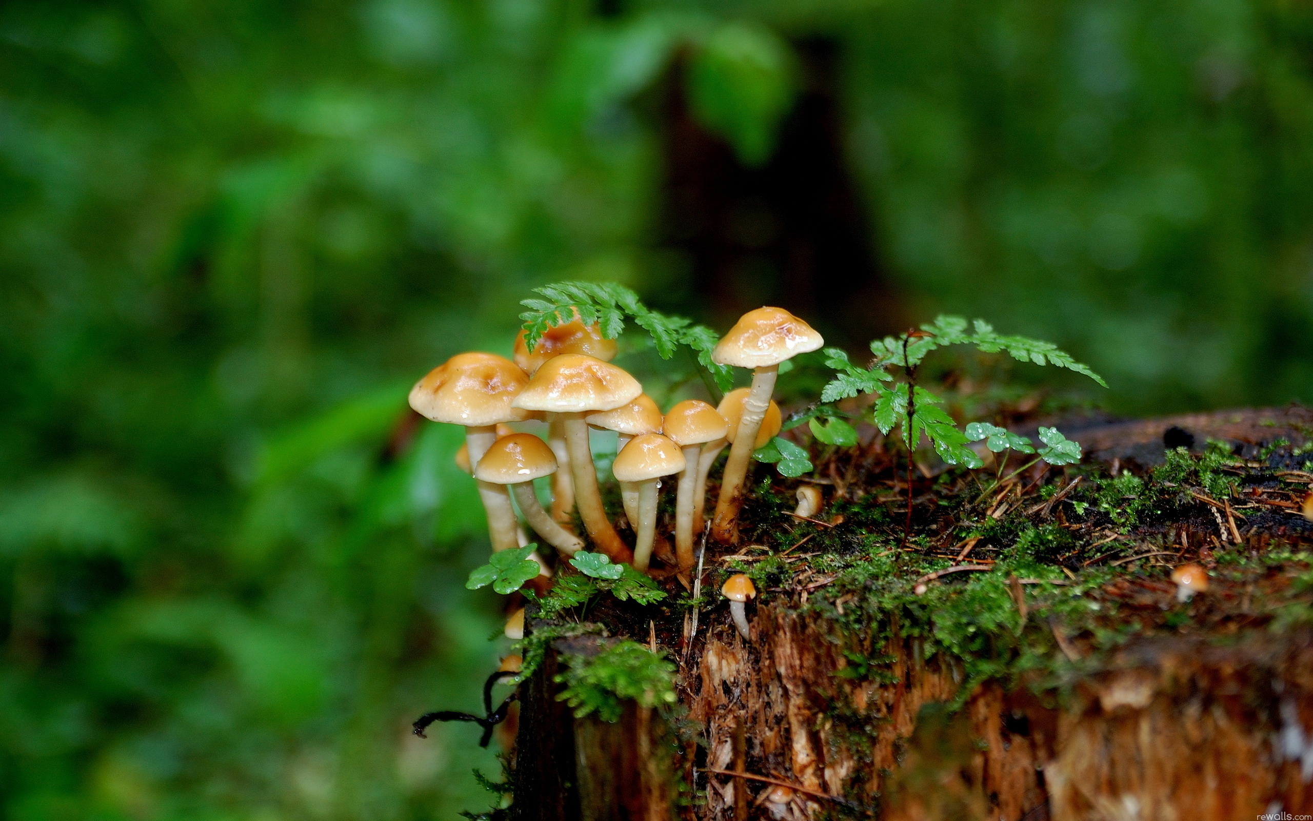 Handy-Wallpaper Pilz, Erde/natur kostenlos herunterladen.