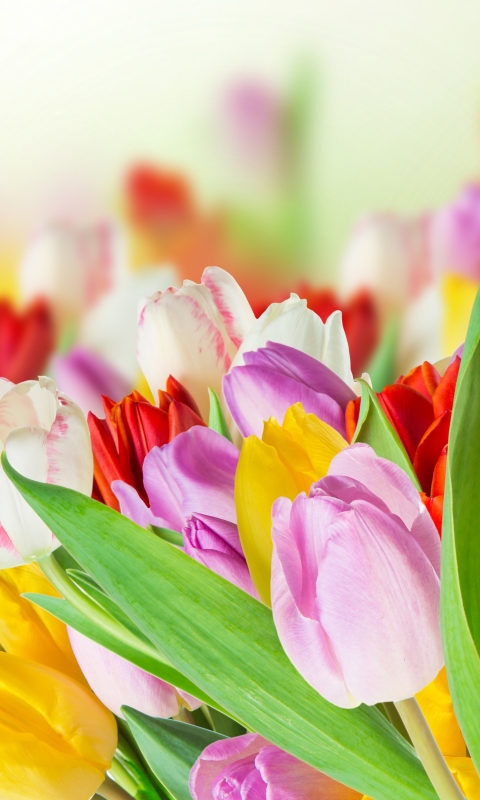 無料モバイル壁紙自然, フラワーズ, チューリップ, 花, 地球, カラフル, 春, 黄色い花, 白い花, 赤い花, 紫色の花をダウンロードします。