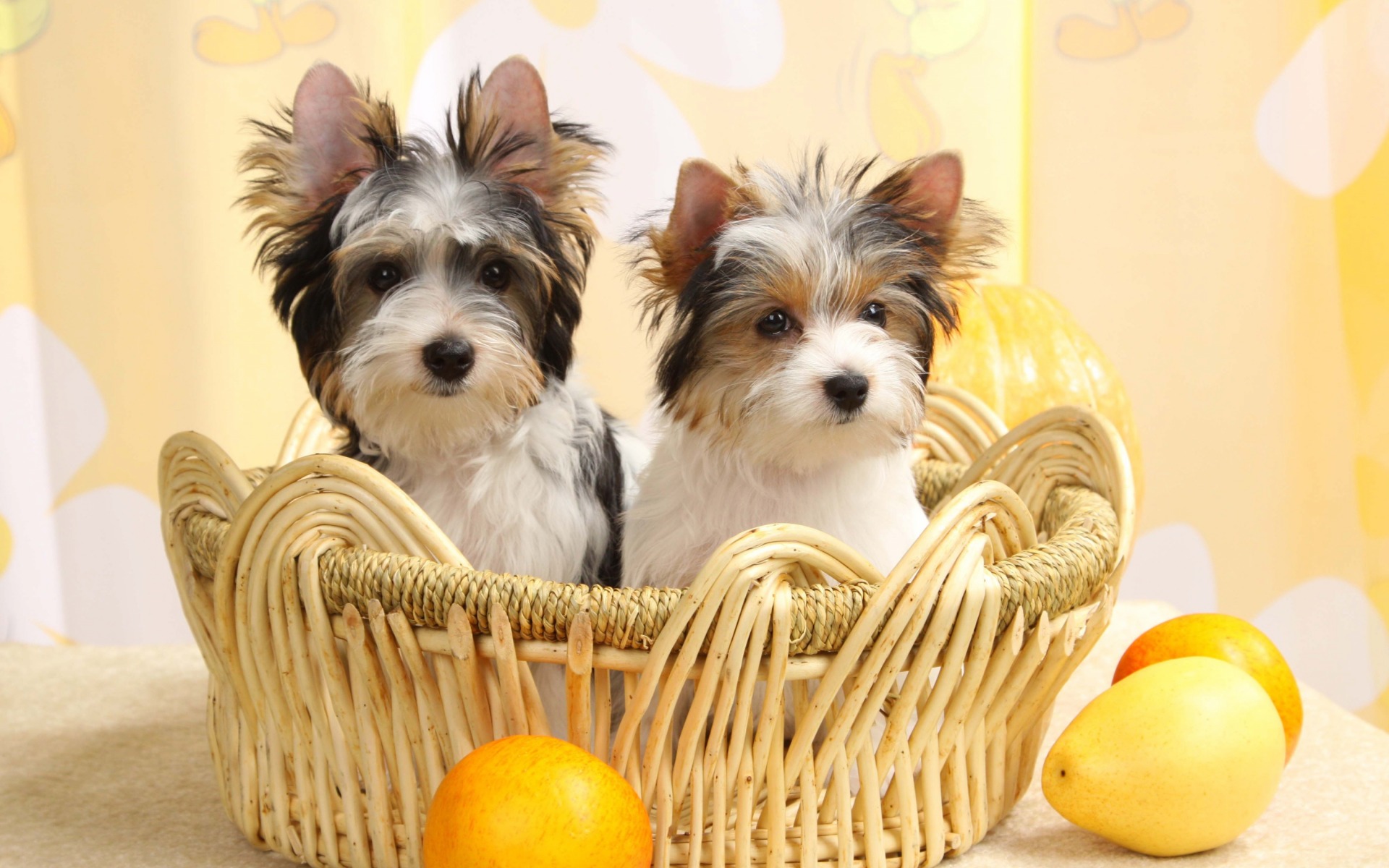 Los mejores fondos de pantalla de Terrier Biewer para la pantalla del teléfono