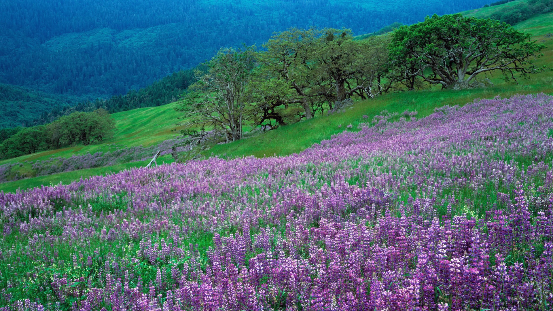 Download mobile wallpaper Landscape, Grass, Mountain, Flower, Tree, Earth, Spring, Lupine for free.