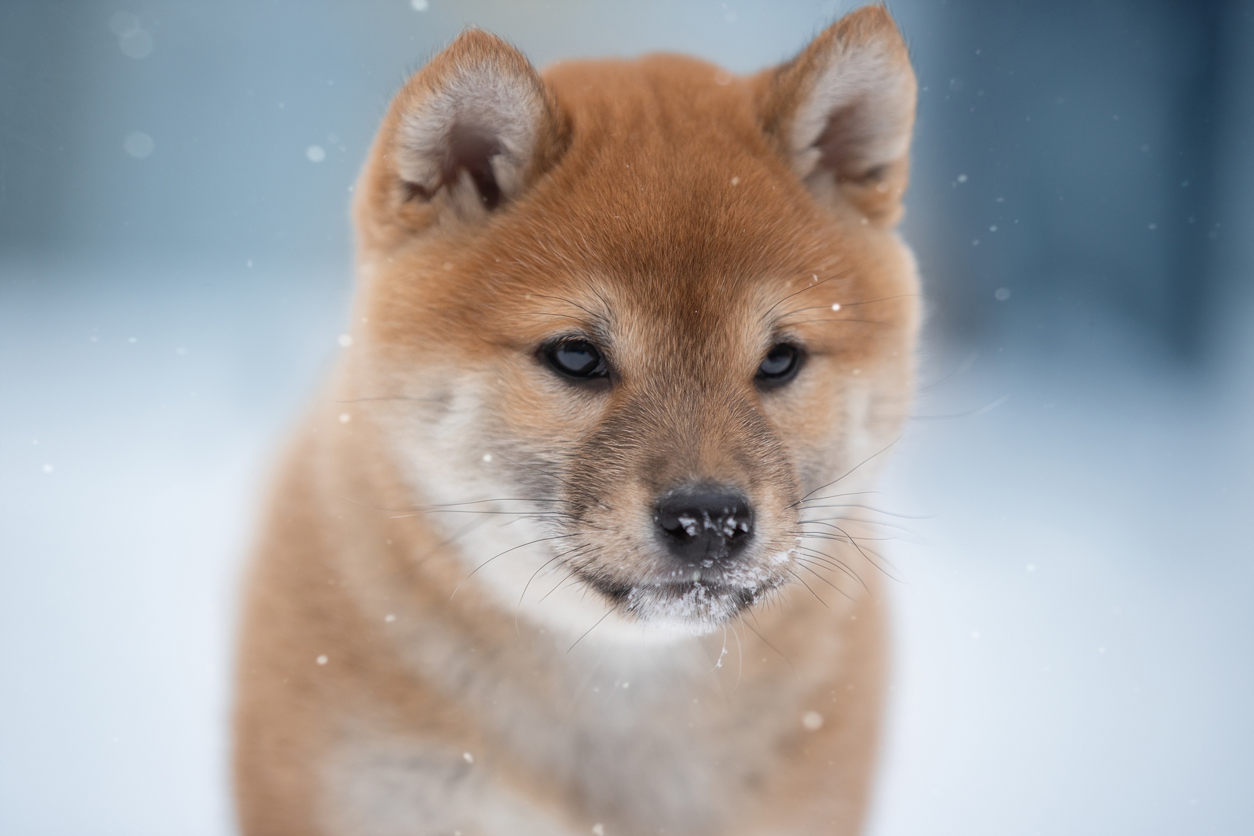 Descarga gratis la imagen Animales, Perros, Perro, Shiba Inu en el escritorio de tu PC