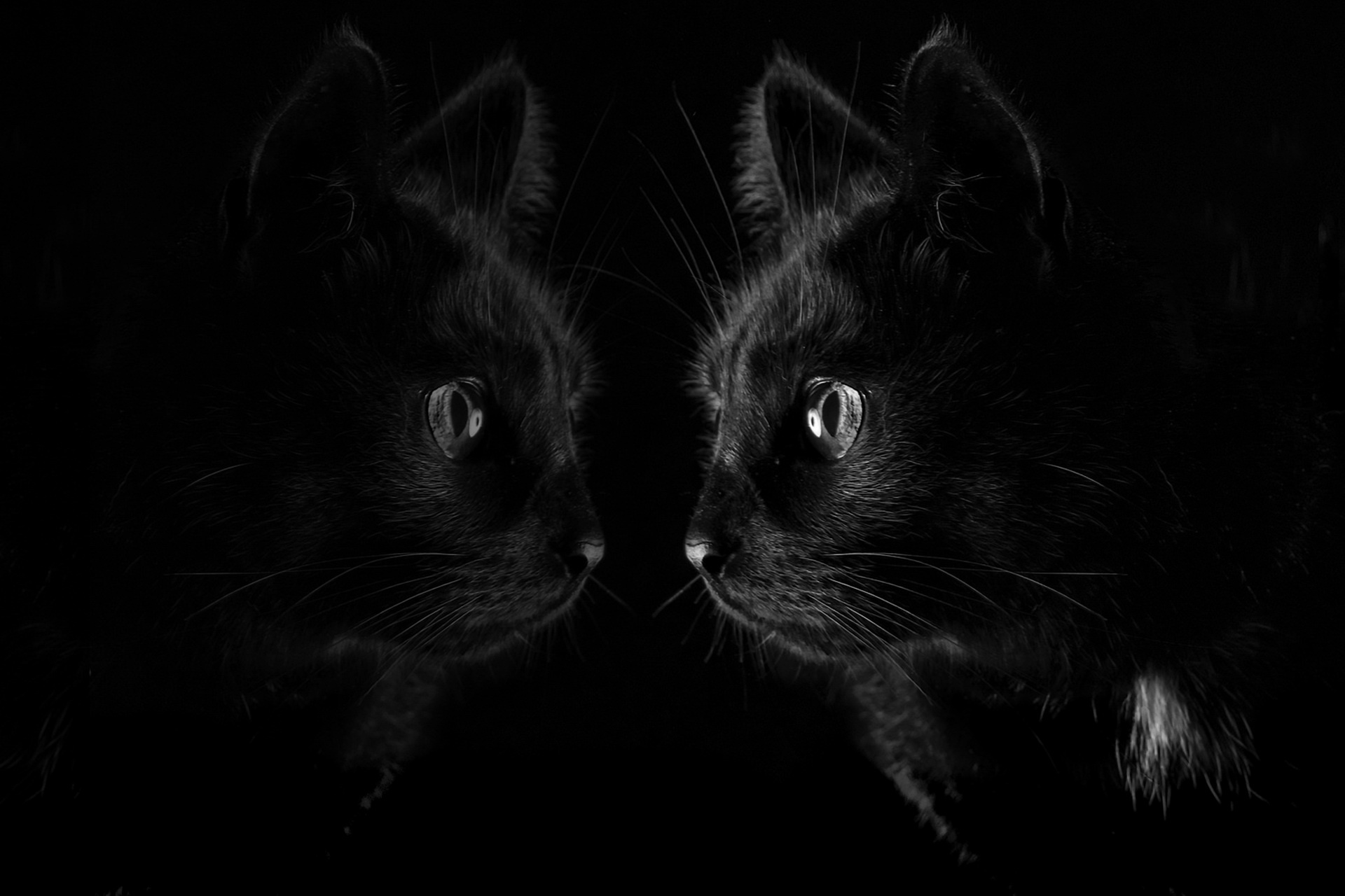 Скачать картинку Животные, Отражение, Кошка, Чёрный, Кошки в телефон бесплатно.