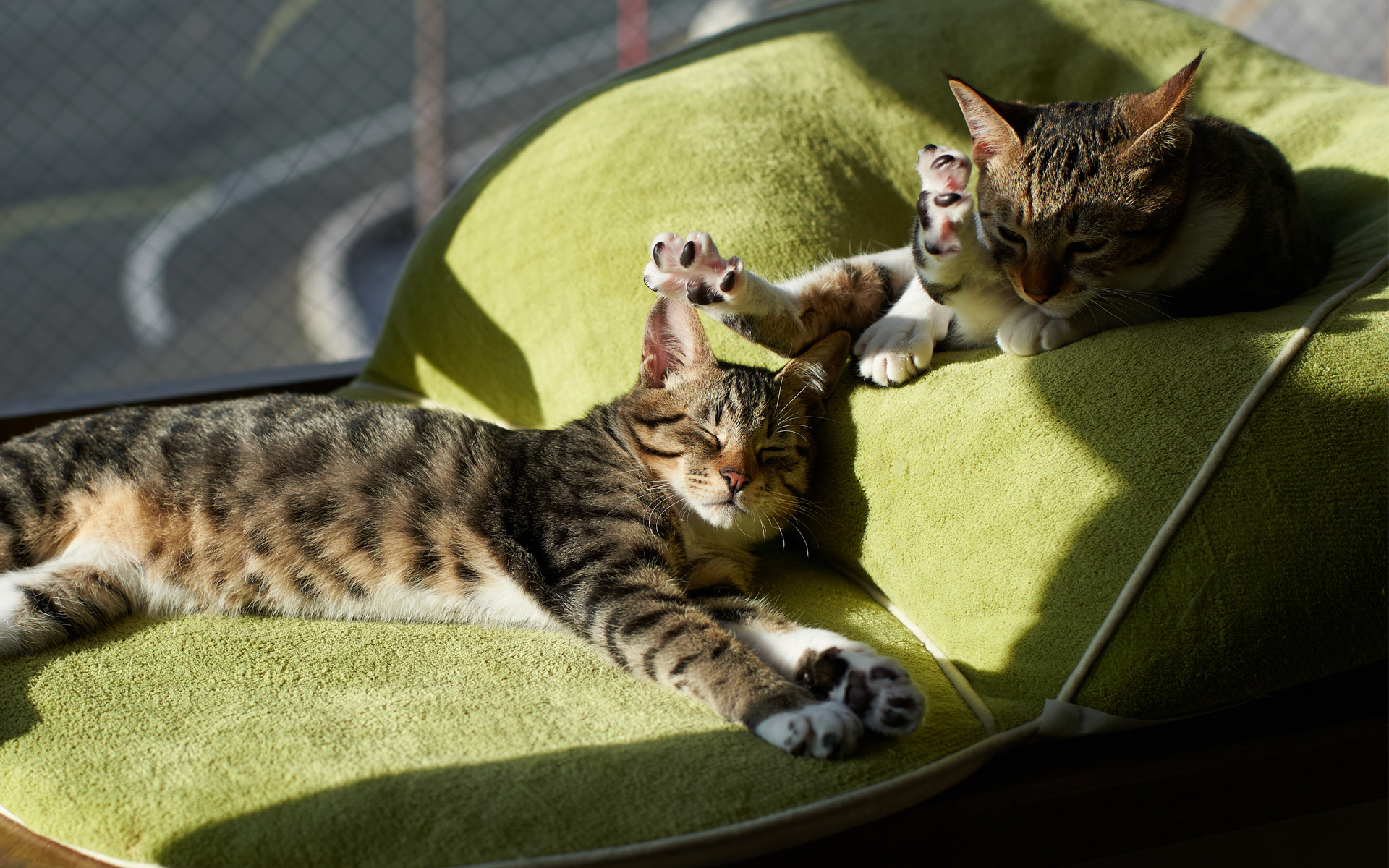 Handy-Wallpaper Tiere, Katzen, Katze kostenlos herunterladen.