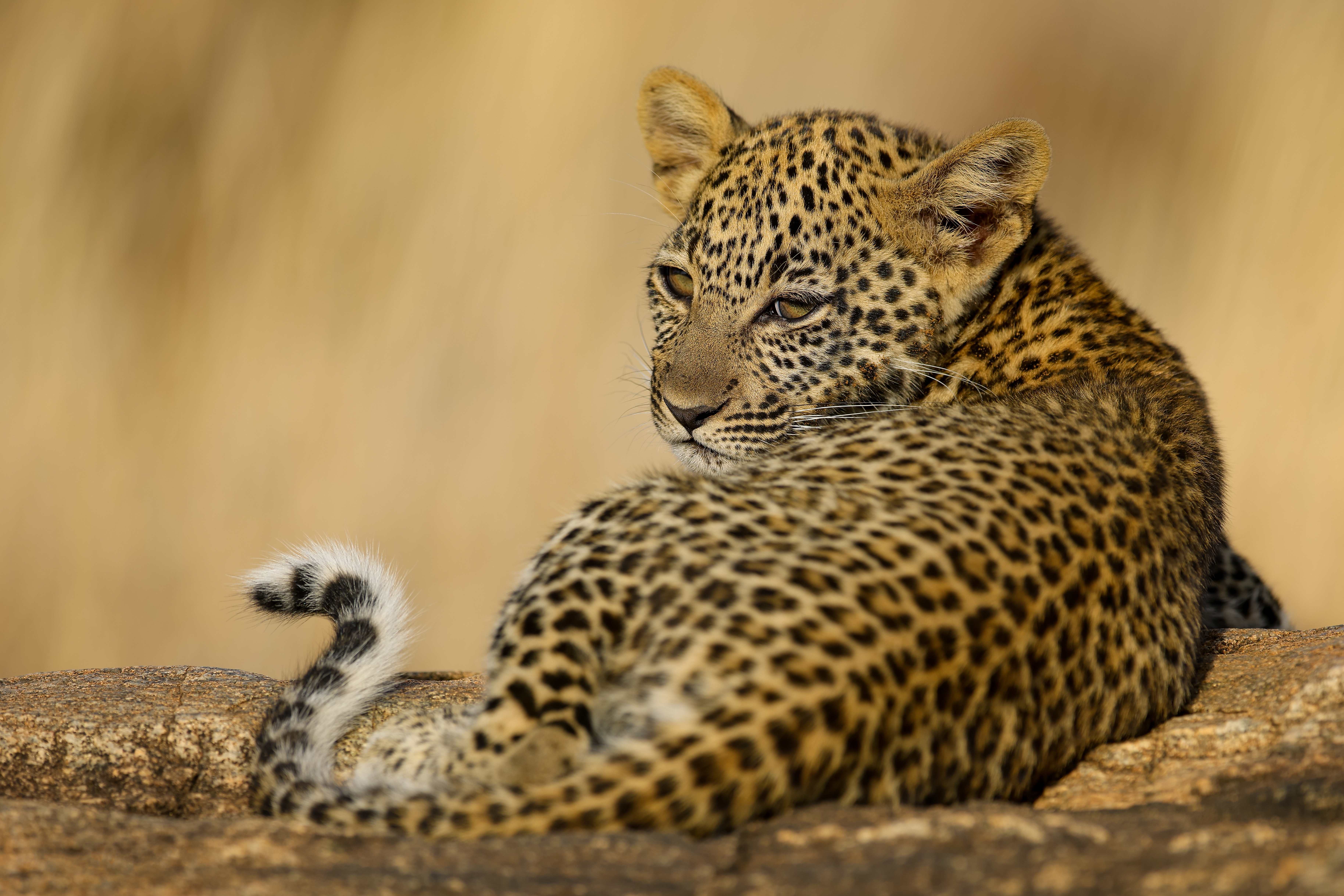 Download mobile wallpaper Cats, Leopard, Animal, Baby Animal, Cub for free.