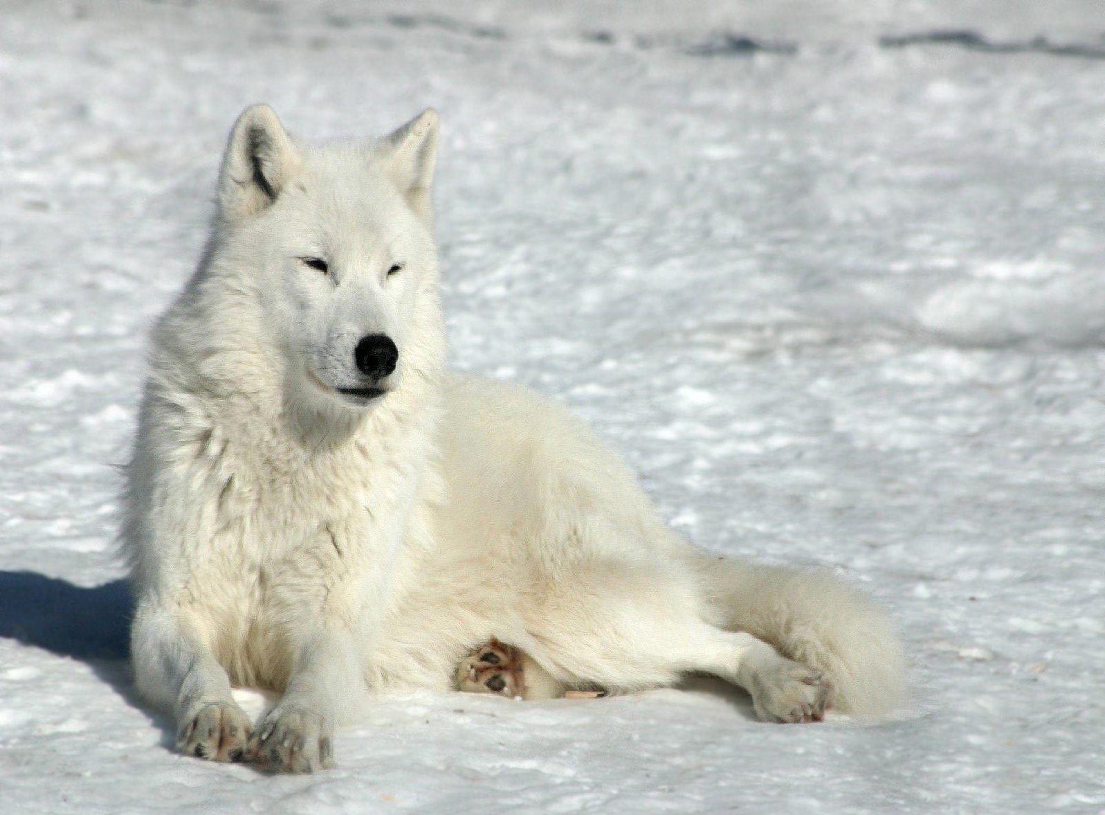 Download mobile wallpaper To Lie Down, Lie, Animals, Snow, Winter, Wolf for free.