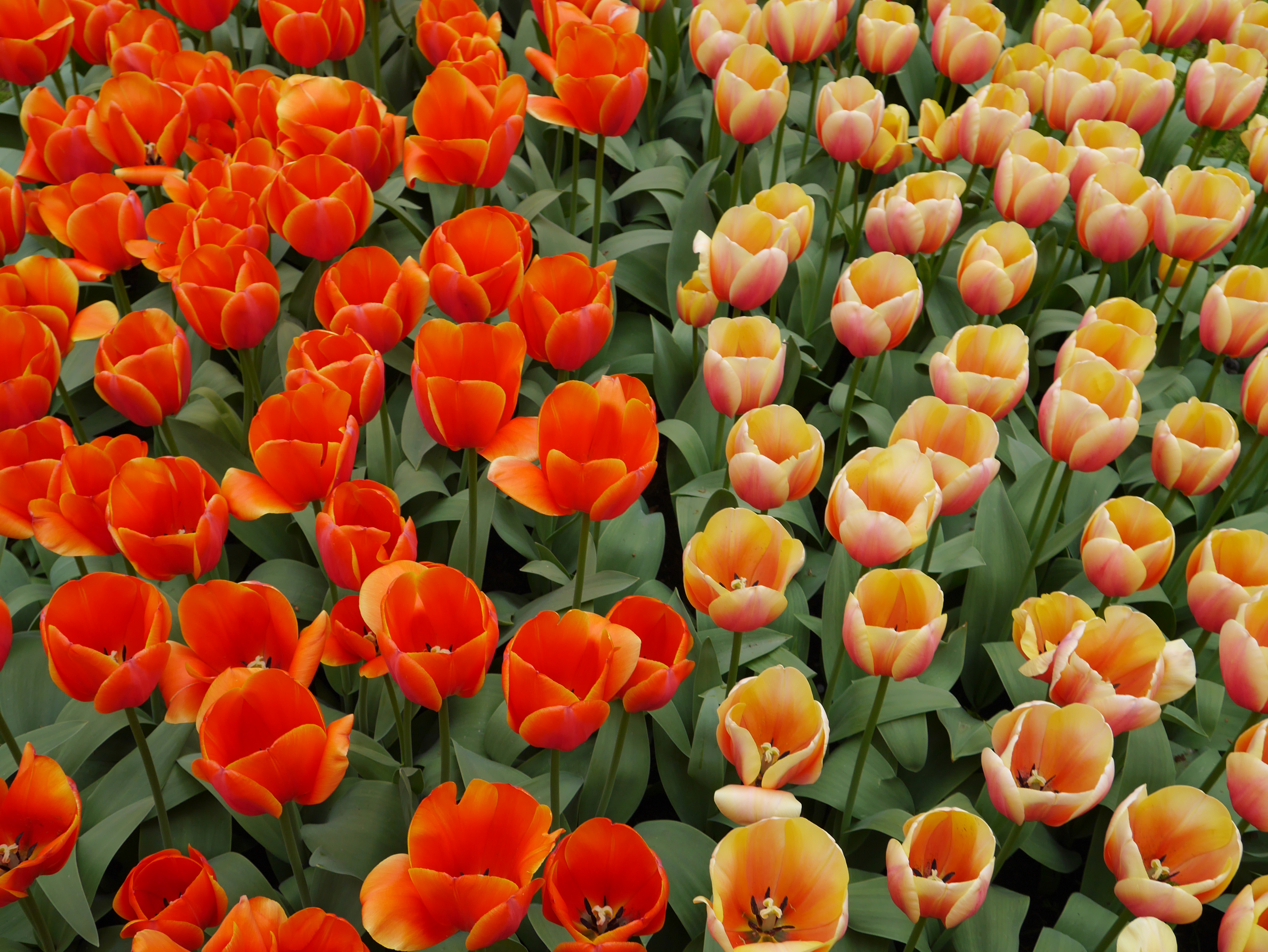 Laden Sie das Natur, Blumen, Sommer, Blume, Tulpe, Erde/natur, Orangene Blume, Pfirsichblüte-Bild kostenlos auf Ihren PC-Desktop herunter