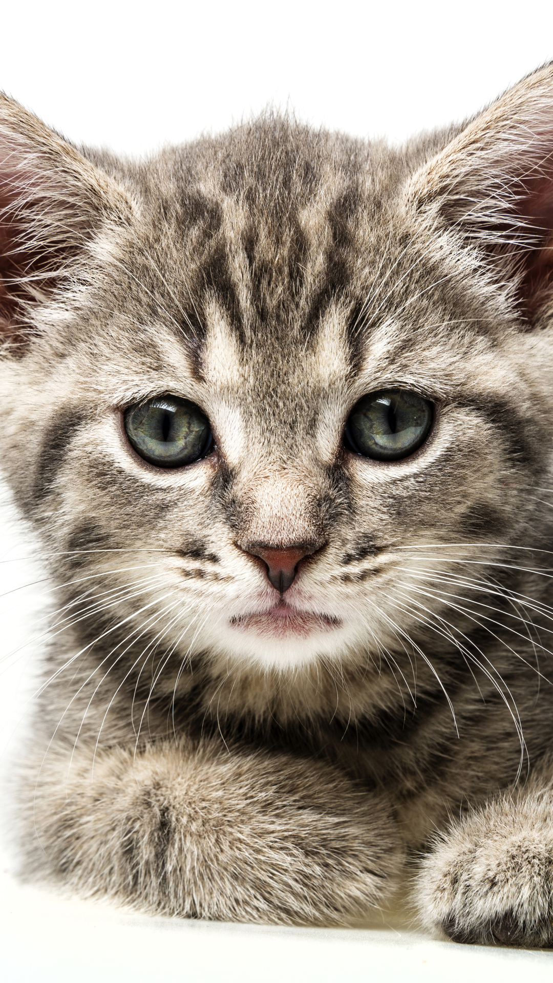 Download mobile wallpaper Cats, Cat, Kitten, Animal for free.