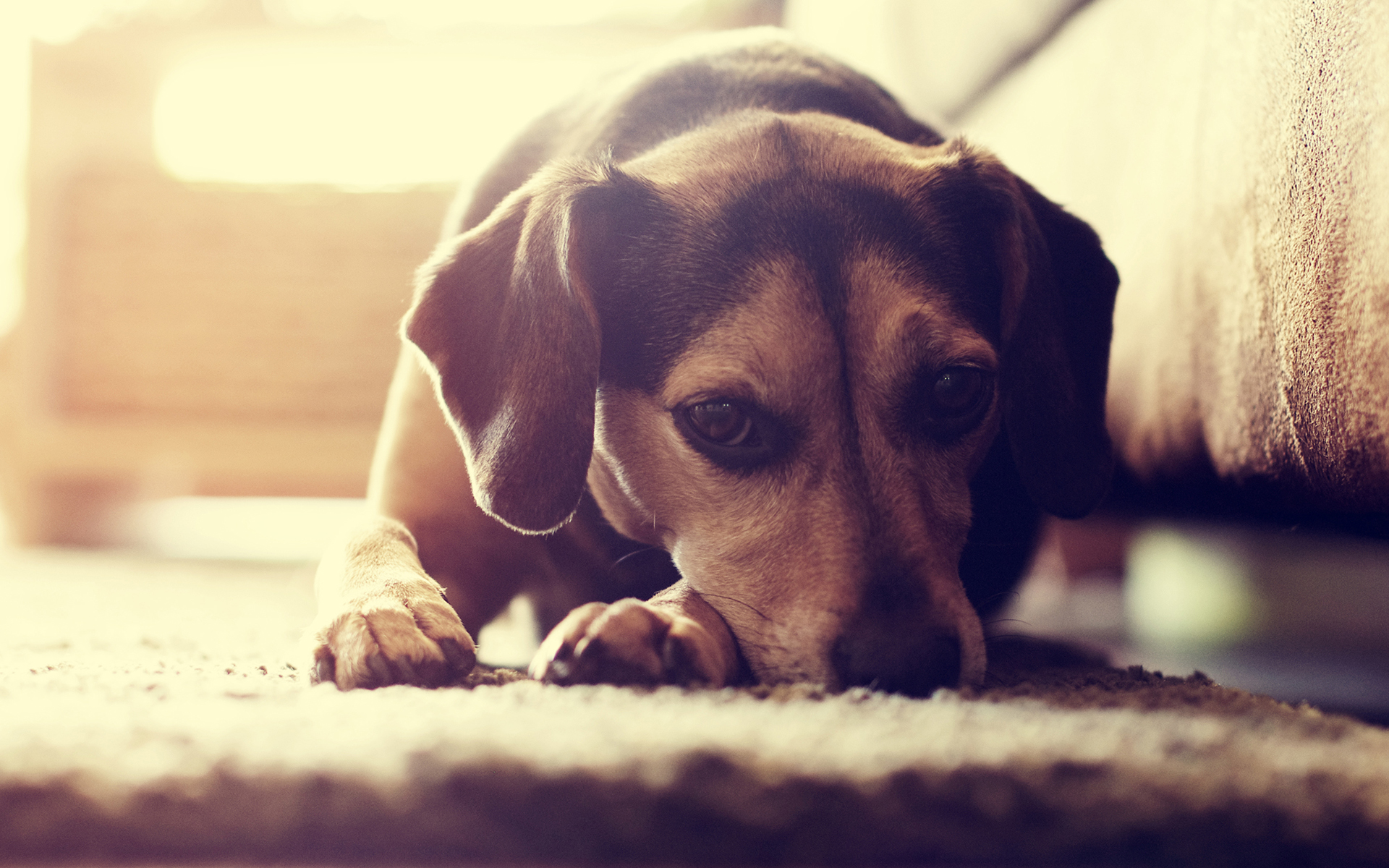 Free download wallpaper Dogs, Dog, Animal on your PC desktop