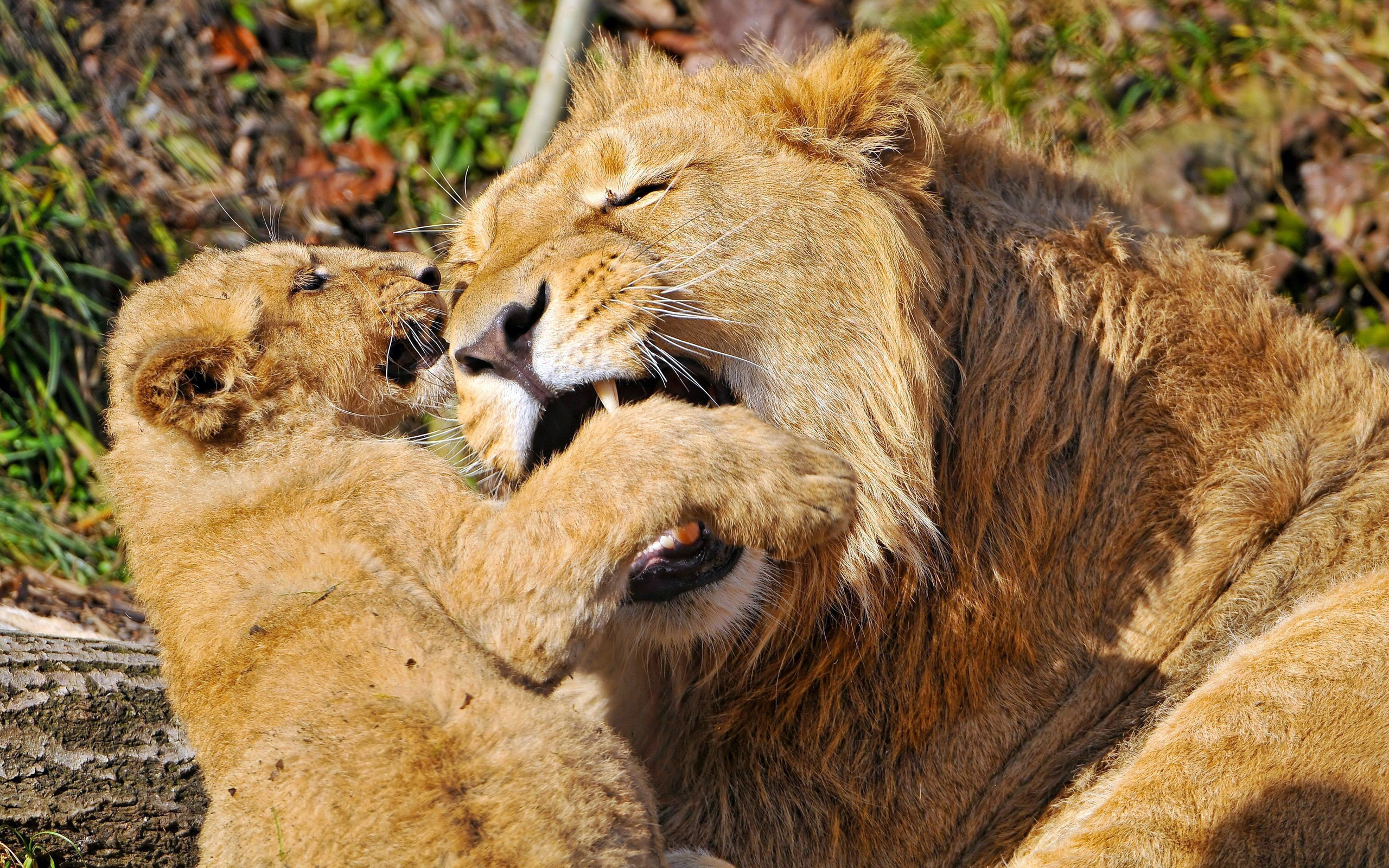 Descarga gratuita de fondo de pantalla para móvil de León, Gatos, Animales.