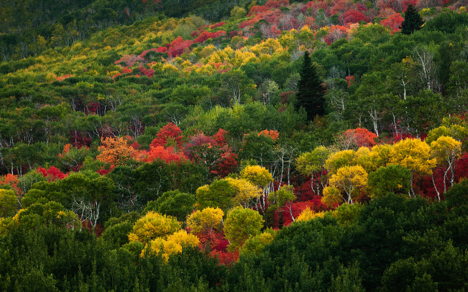 Скачать картинку Осень, Лес, Цвета, Красочный, Земля/природа в телефон бесплатно.