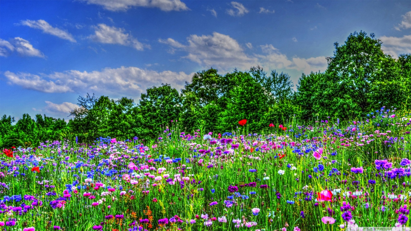 Скачати мобільні шпалери Природа, Квітка, Дерево, Земля, Поле, Барвистий, Hdr безкоштовно.