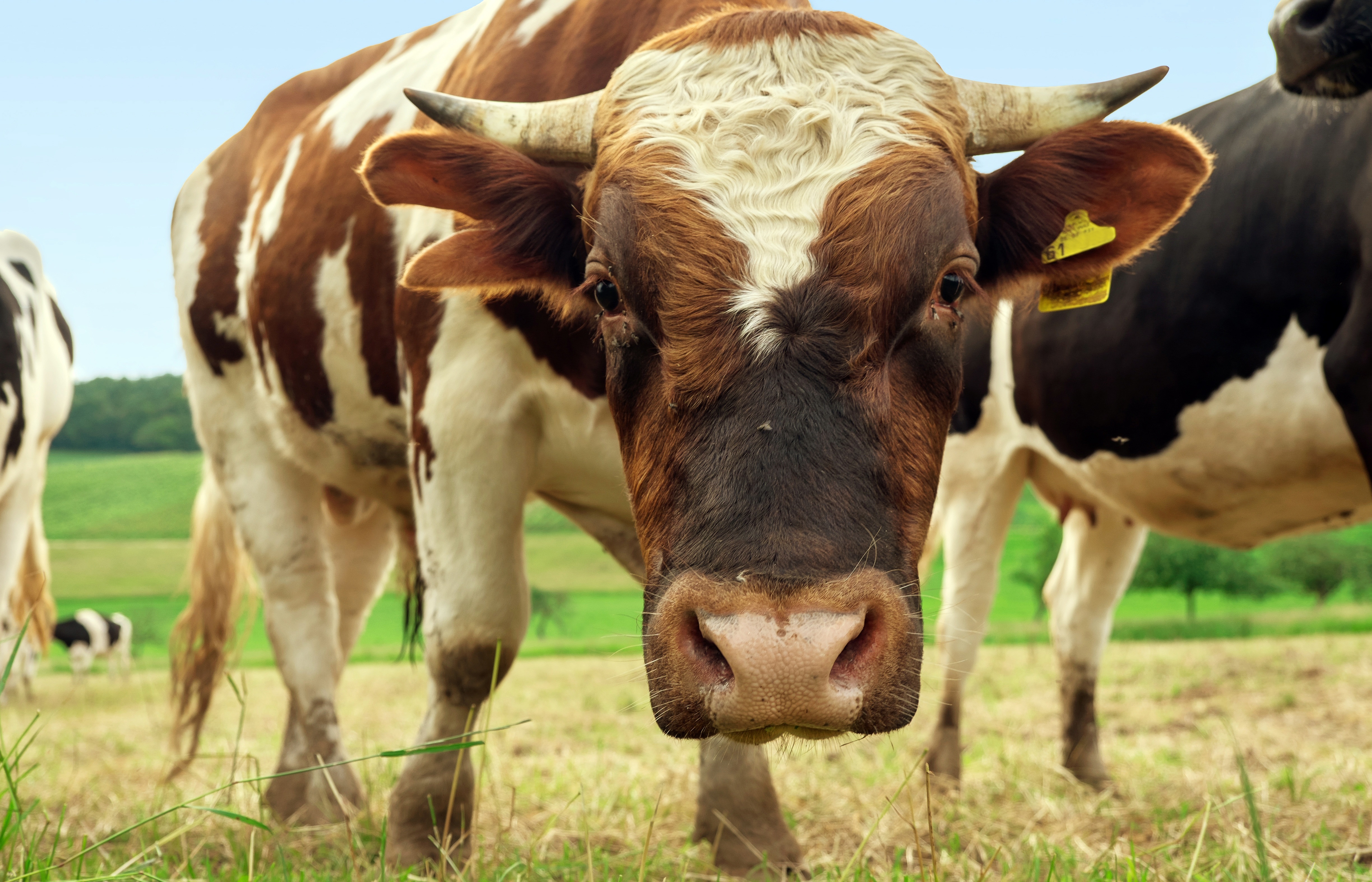 Free download wallpaper Animal, Cow on your PC desktop