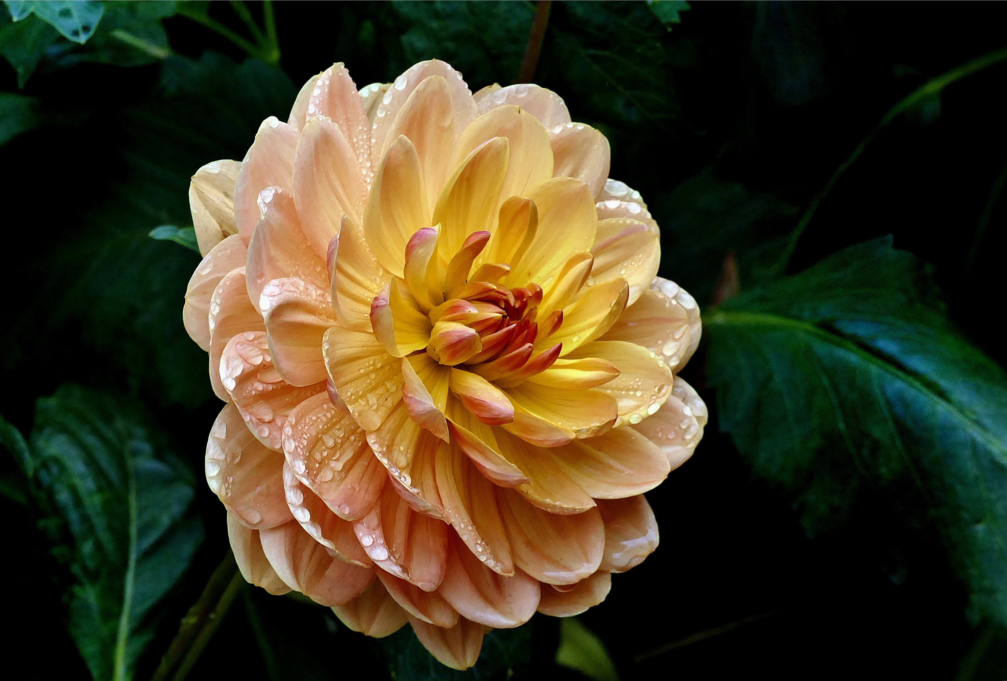 Laden Sie das Blumen, Blume, Dahlien, Wassertropfen, Erde/natur, Pinke Blume-Bild kostenlos auf Ihren PC-Desktop herunter