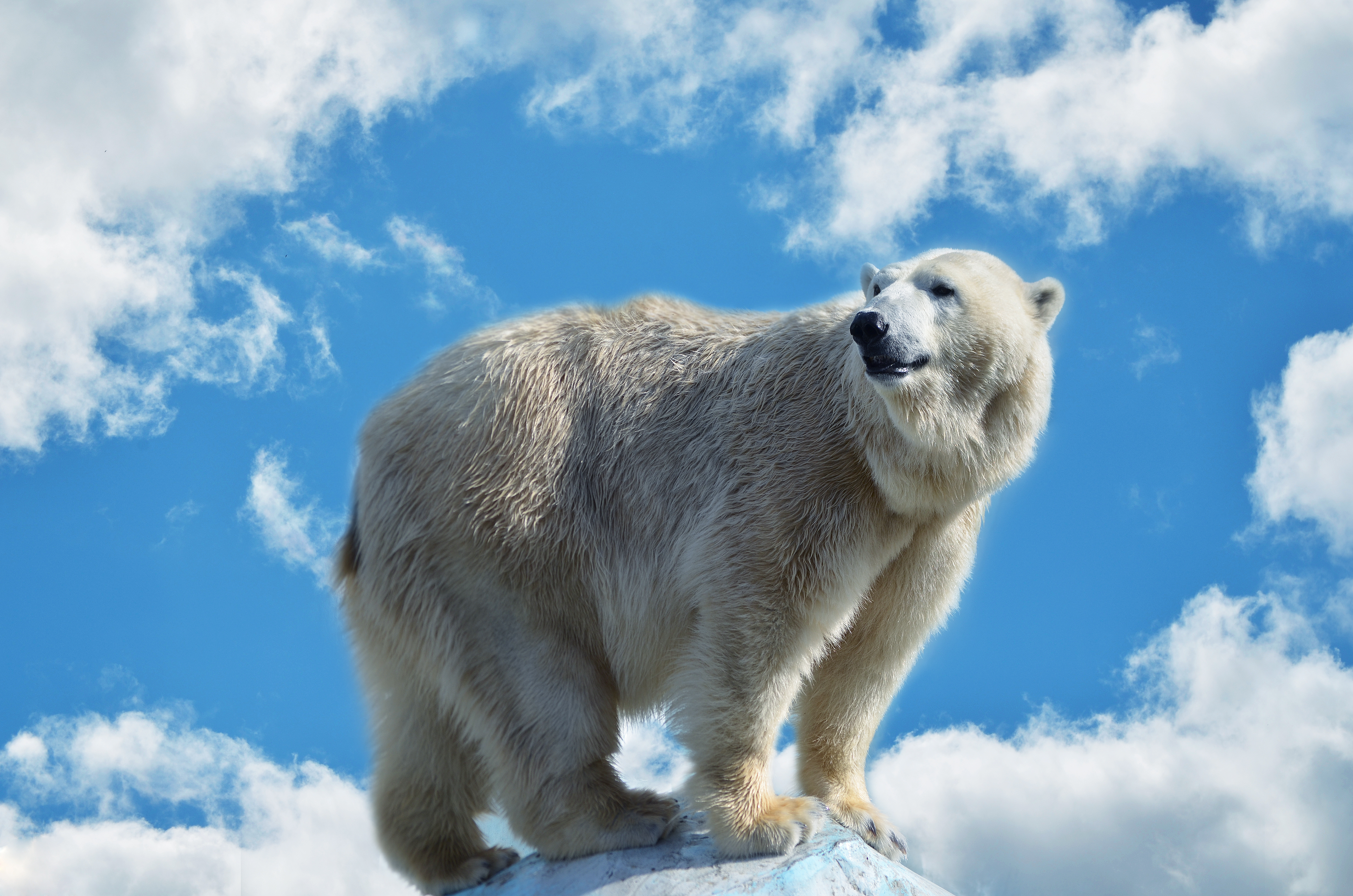 無料モバイル壁紙動物, クマ, シロクマをダウンロードします。