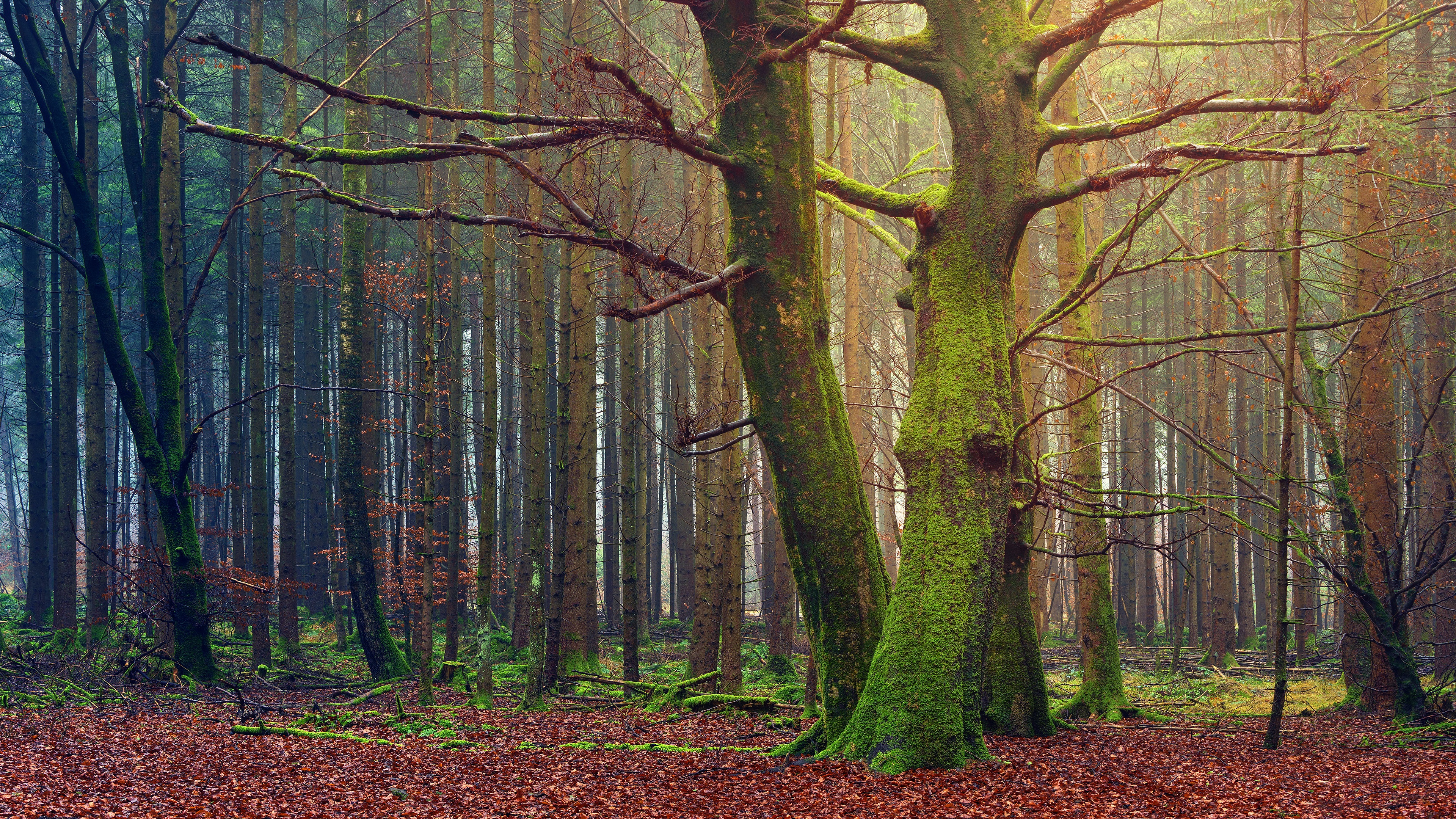 Laden Sie das Kiefer, Wald, Moos, Erde/natur-Bild kostenlos auf Ihren PC-Desktop herunter
