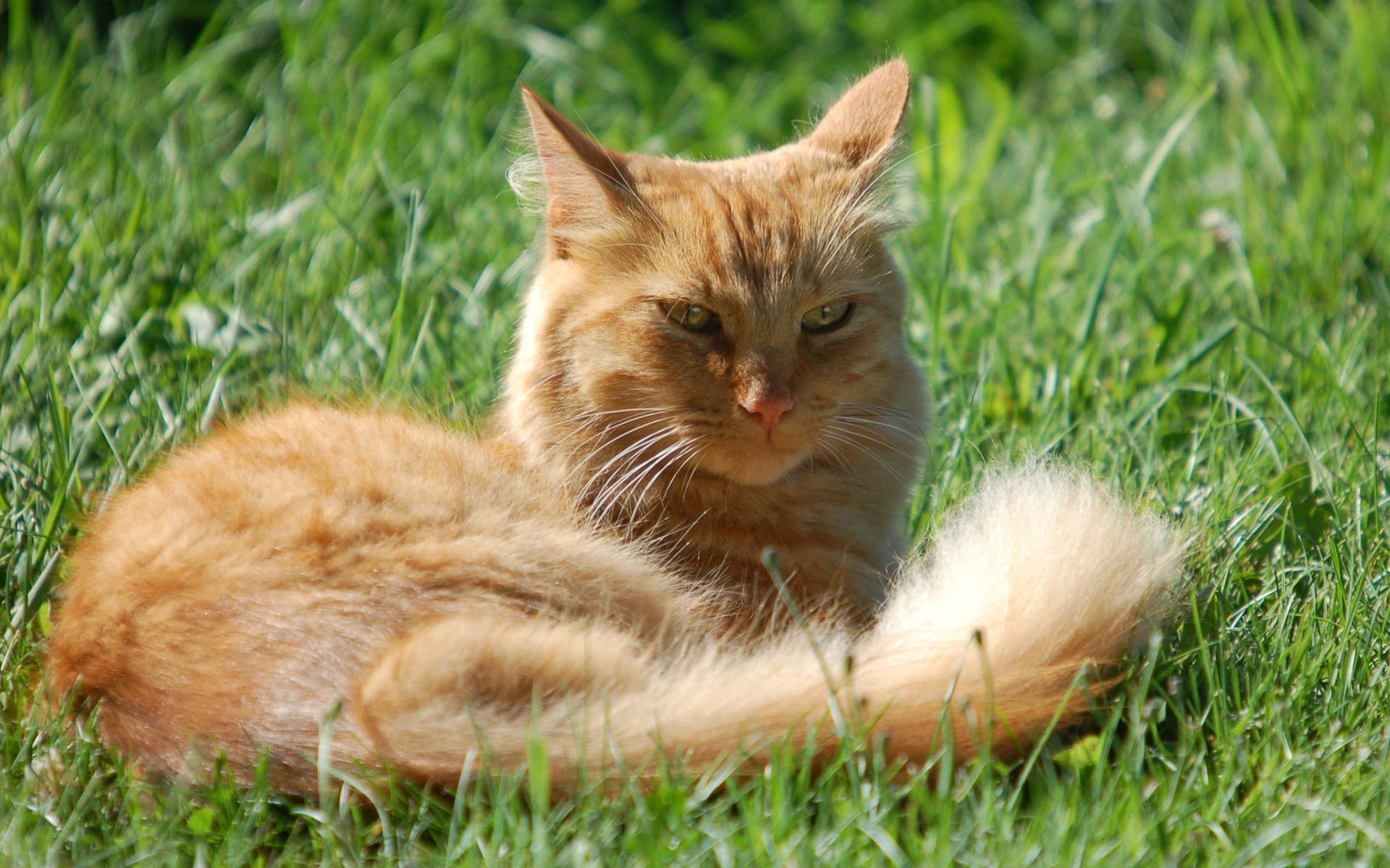 Baixe gratuitamente a imagem Gato, Gatos, Animais na área de trabalho do seu PC