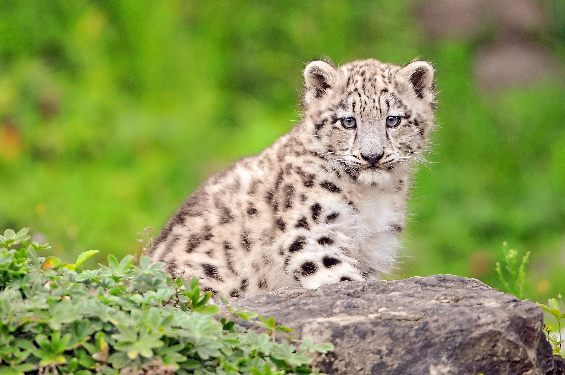 Descarga gratuita de fondo de pantalla para móvil de Leopardo De Las Nieves, Gatos, Animales.