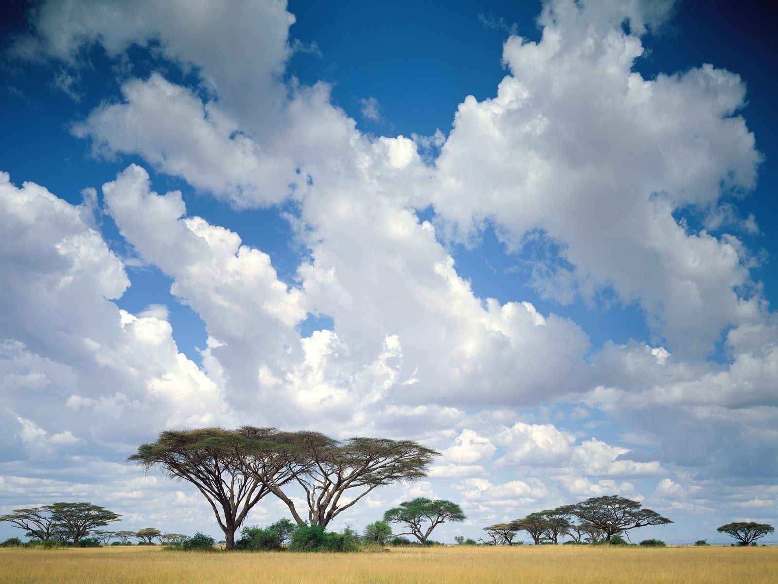 Free download wallpaper Landscape, Sky, Savanna, Trees on your PC desktop