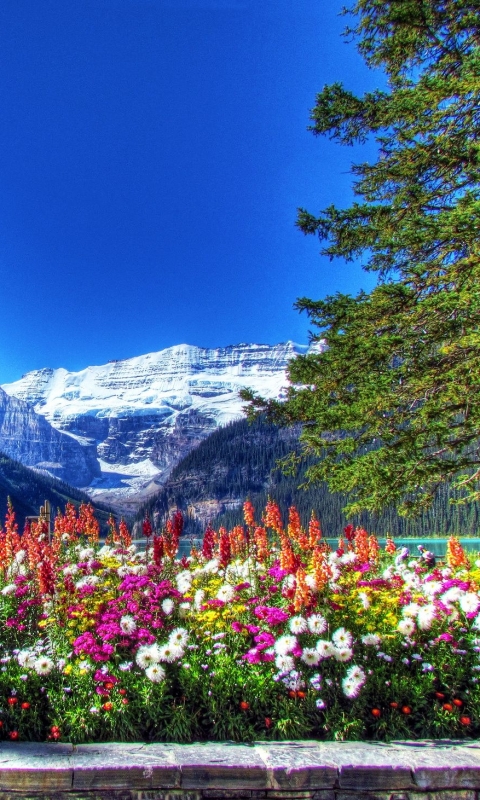 Descarga gratuita de fondo de pantalla para móvil de Montañas, Montaña, Flor, Tierra/naturaleza.