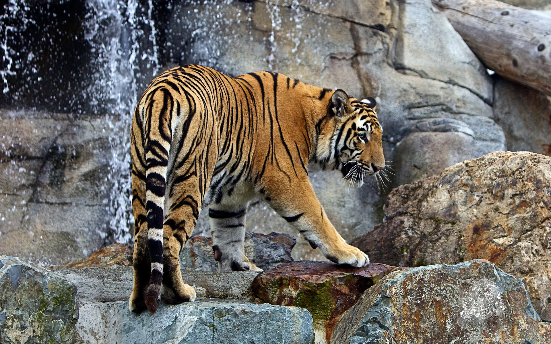 Baixar papel de parede para celular de Gatos, Animais, Tigre gratuito.