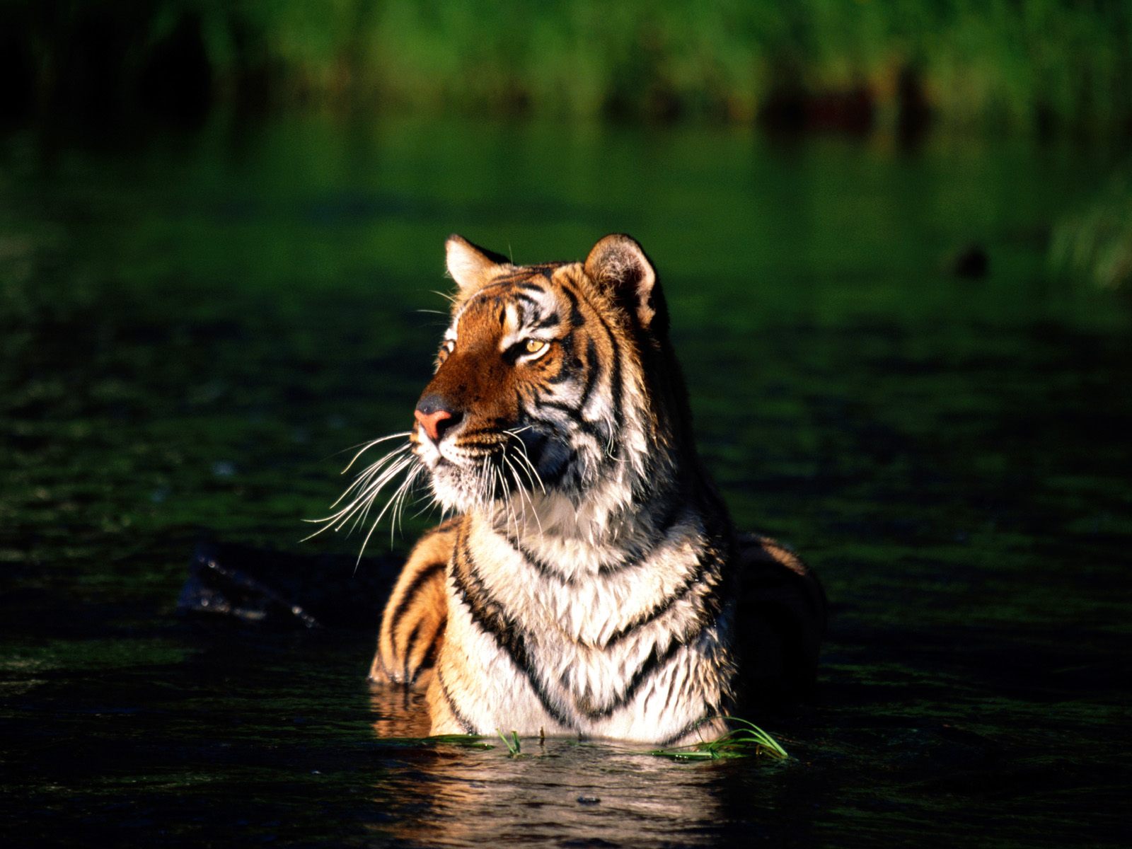 Téléchargez des papiers peints mobile Animaux, Chats, Tigre gratuitement.