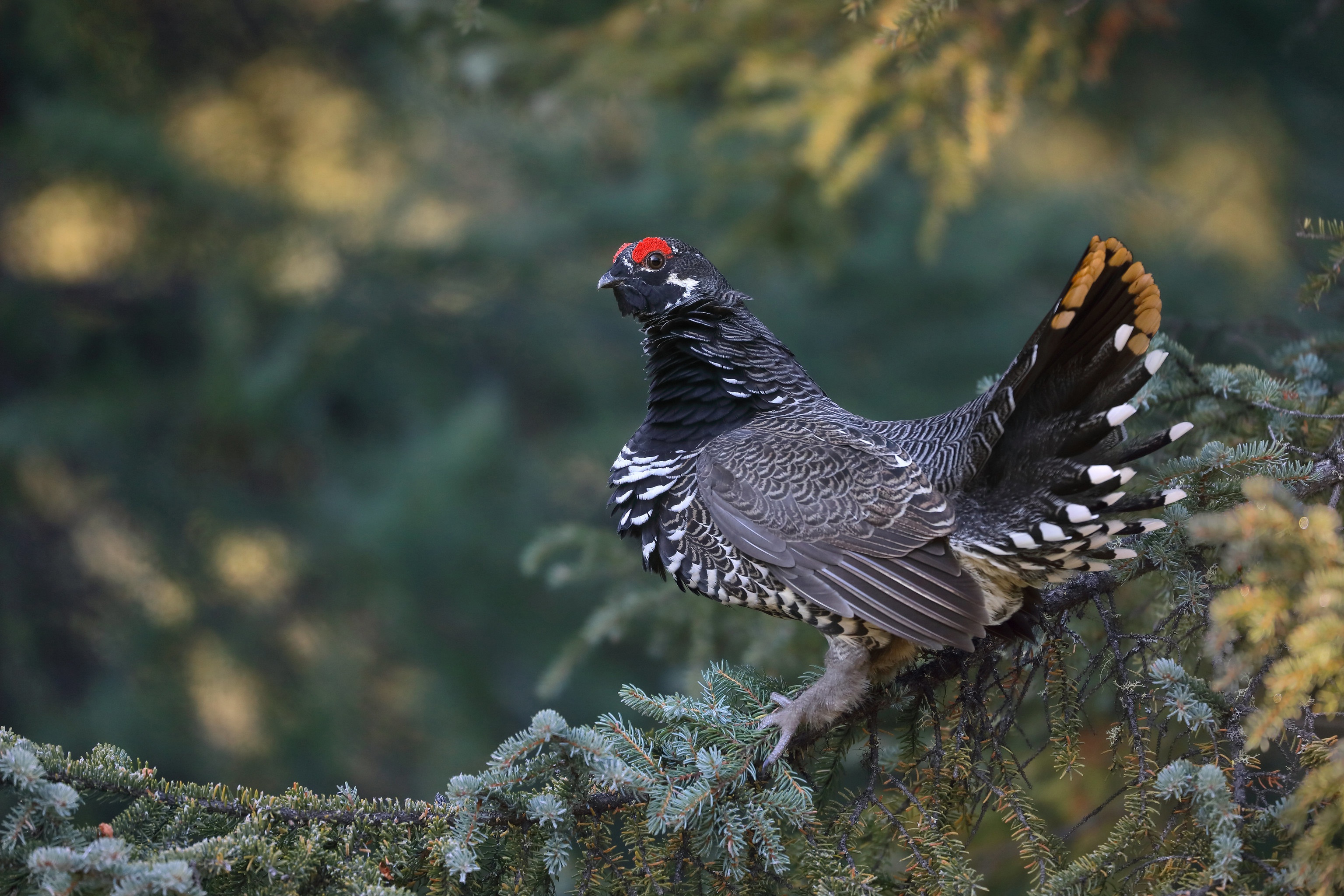 Download mobile wallpaper Birds, Bird, Branch, Animal, Grouse for free.