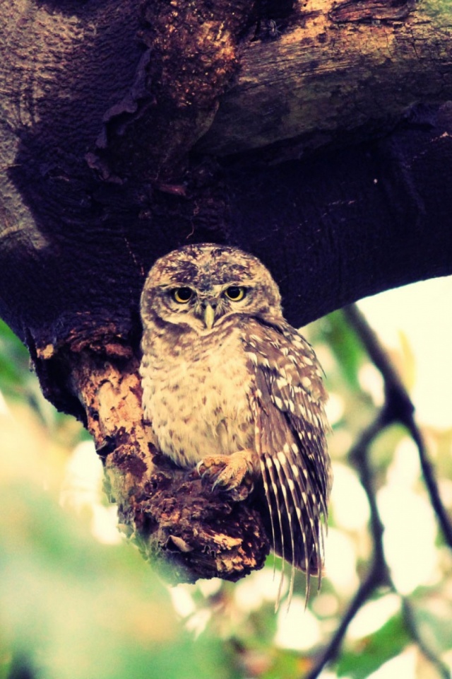 Descarga gratuita de fondo de pantalla para móvil de Animales, Búho, Pájaro, Aves, Ave.