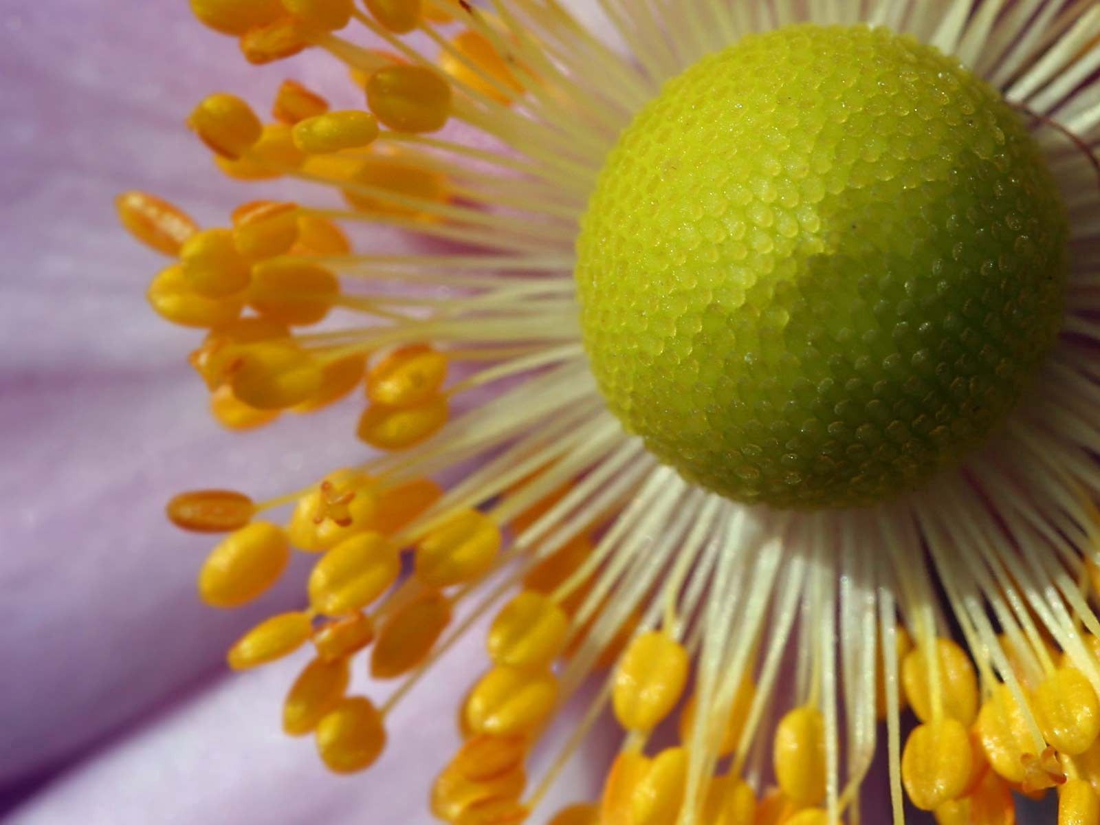 Free download wallpaper Flower, Macro, Pollen, Petals on your PC desktop