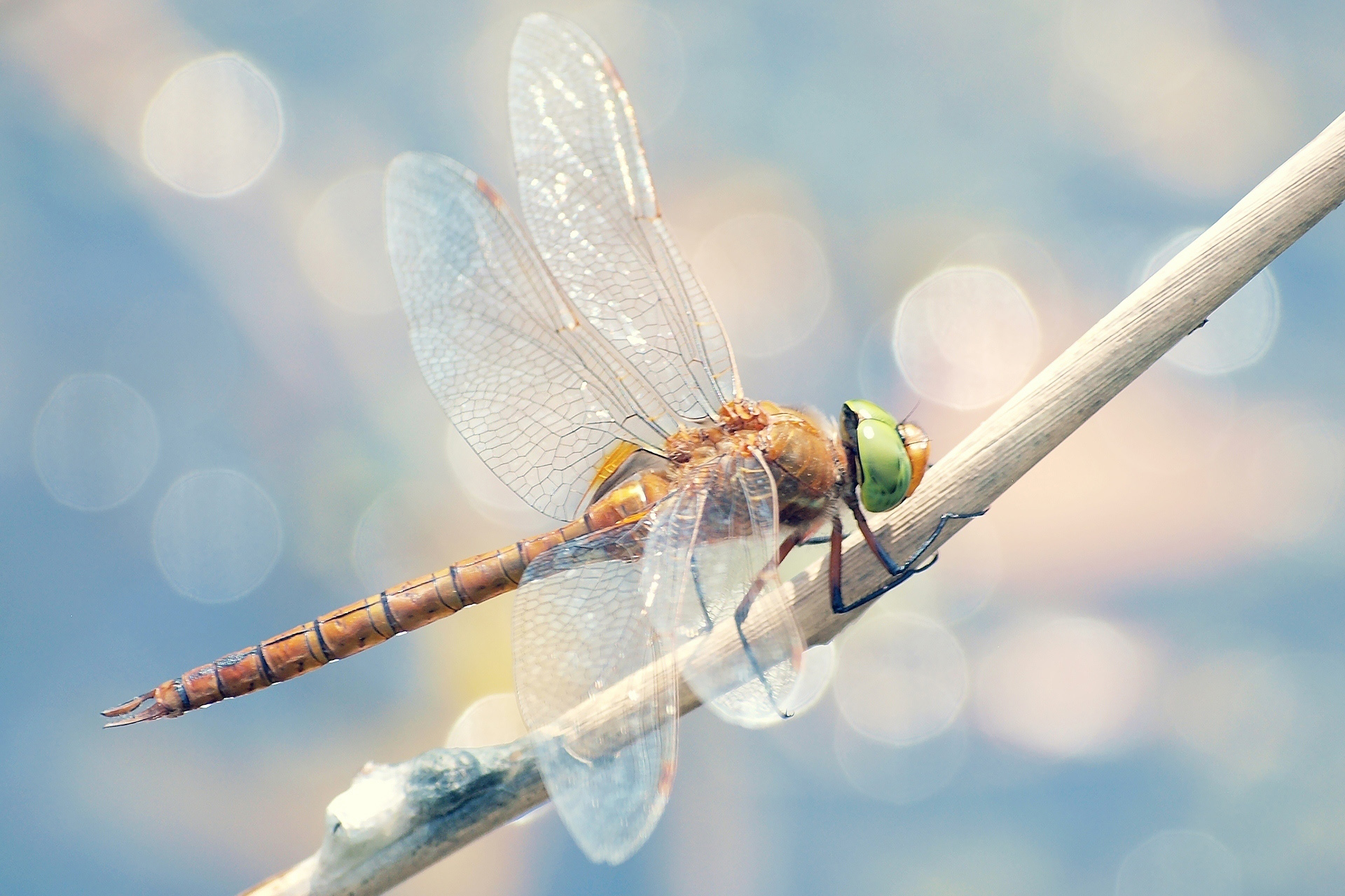 Free download wallpaper Insects, Insect, Animal, Photography, Dragonfly on your PC desktop