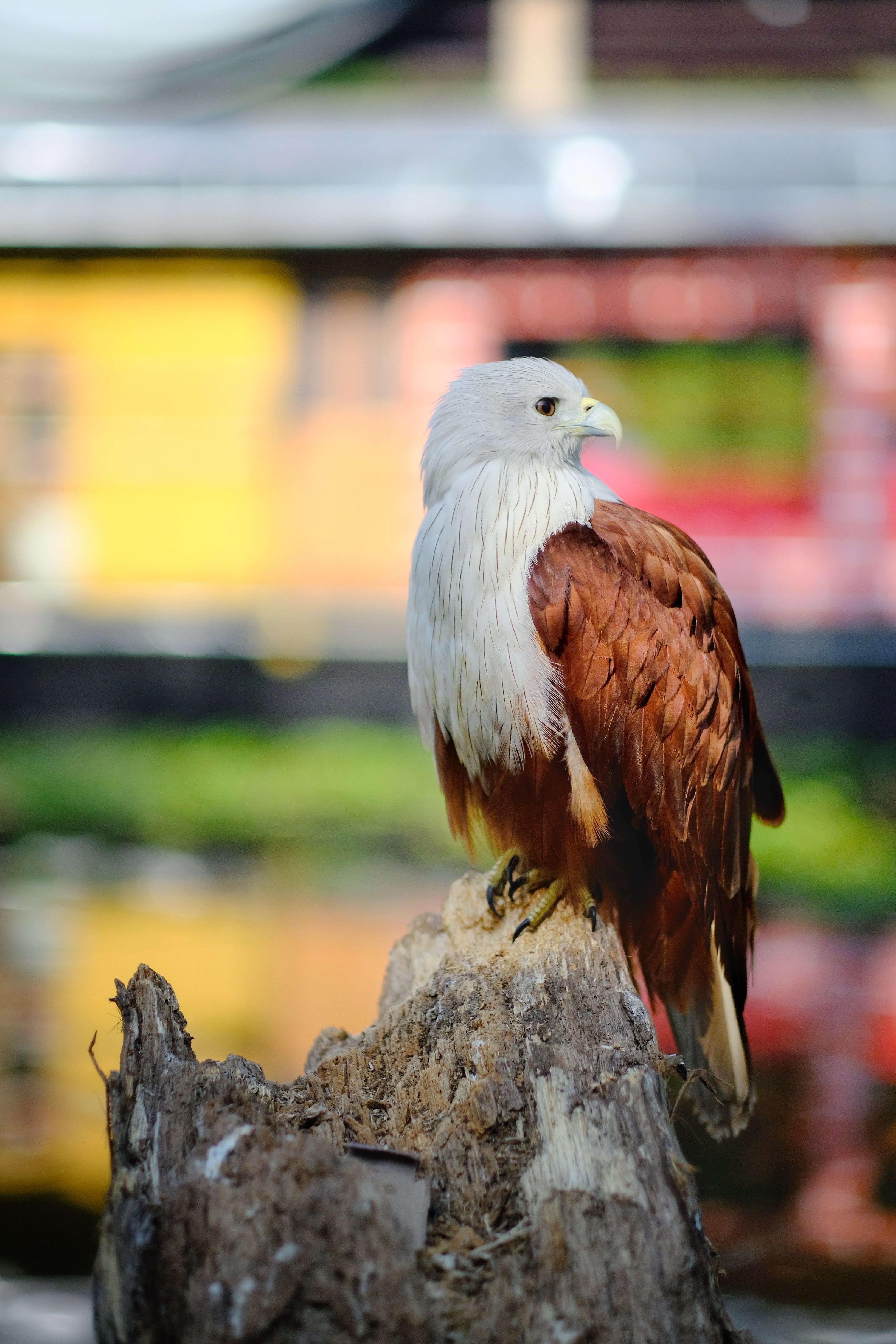 Download mobile wallpaper Brown, Bird, Wildlife, Animals, Eagle for free.