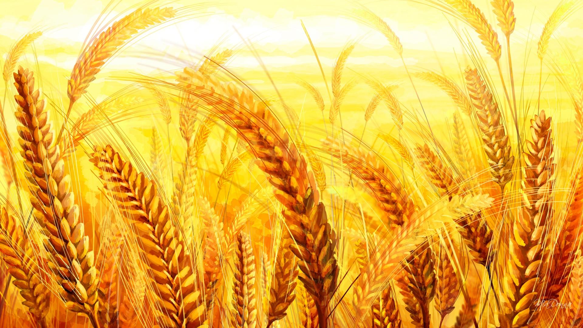 Скачать картинку Пшеница, Крупный План, Золотой, Земля/природа в телефон бесплатно.