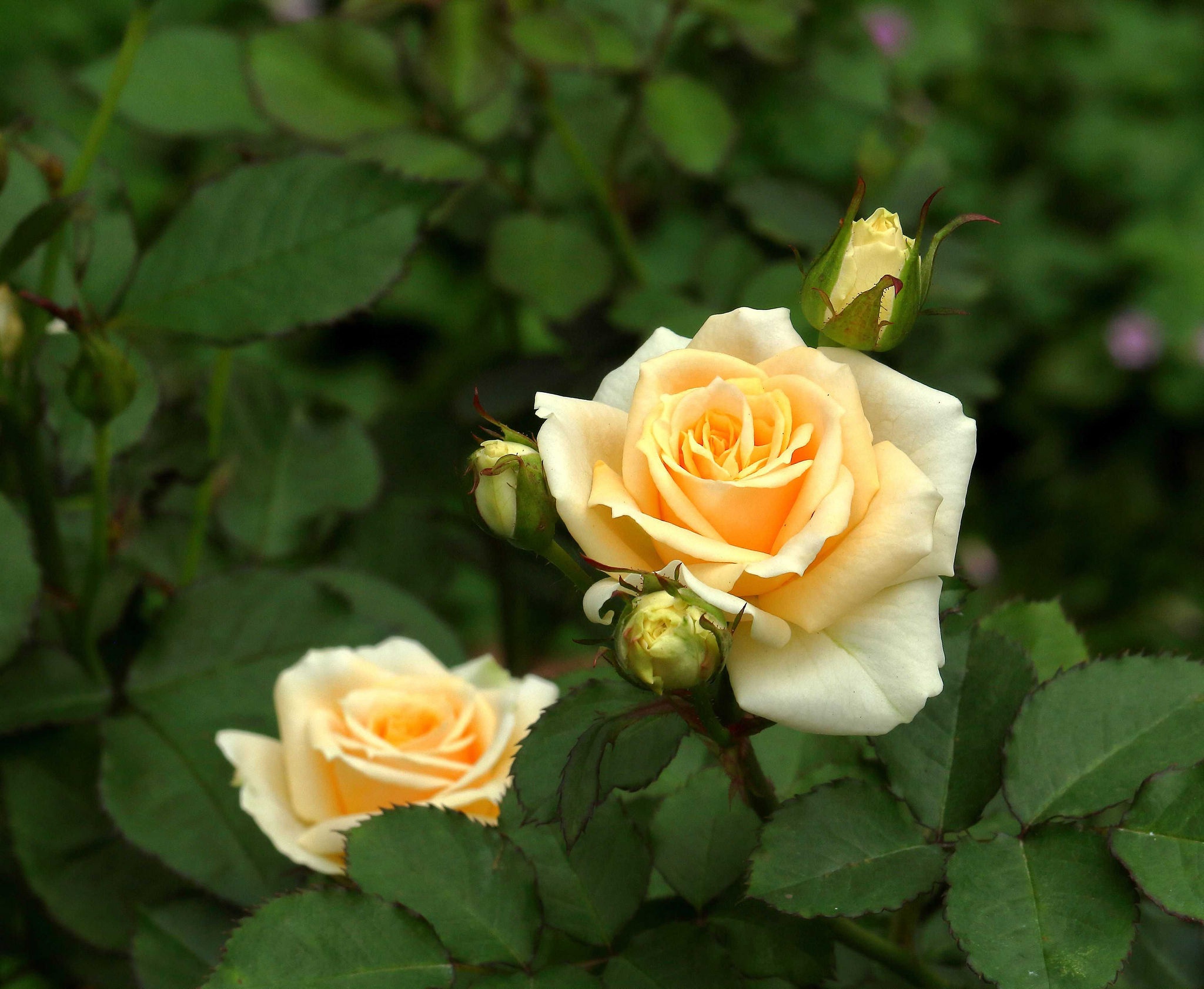 Téléchargez gratuitement l'image Rose, Bourgeon, Feuille, Une Rose Jaune, Terre/nature sur le bureau de votre PC
