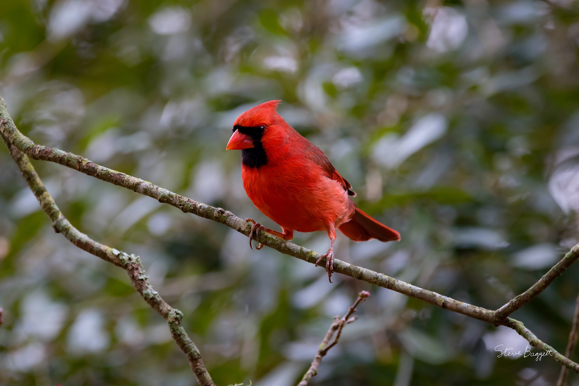 Free download wallpaper Birds, Bird, Animal, Cardinal, Passerine on your PC desktop