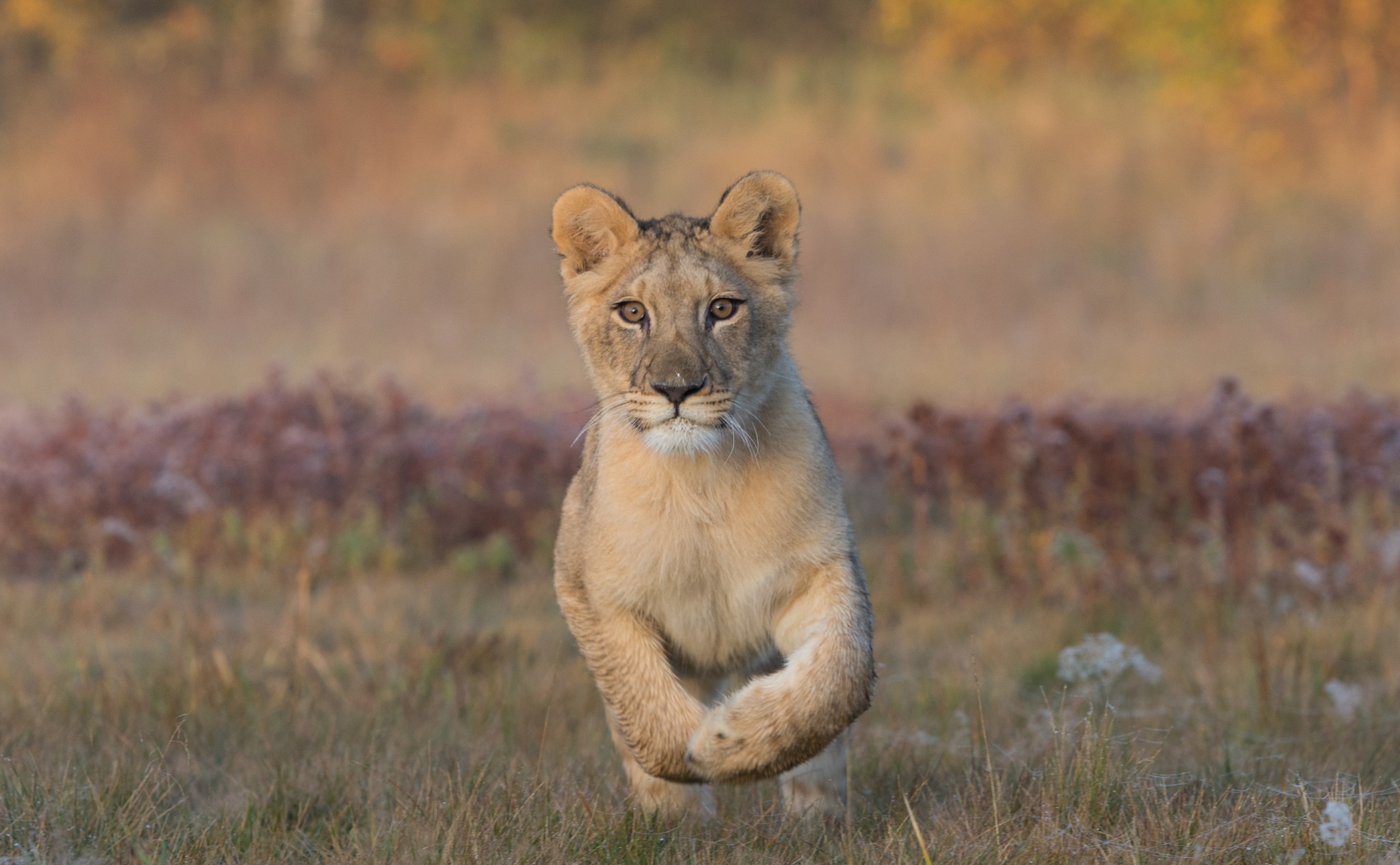 Download mobile wallpaper Cats, Lion, Animal, Baby Animal, Depth Of Field, Cub for free.