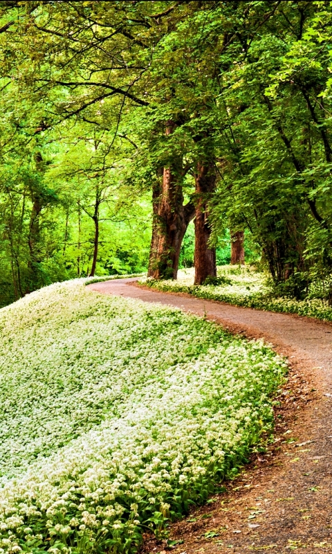 Download mobile wallpaper Nature, Flower, Tree, Path, Man Made for free.