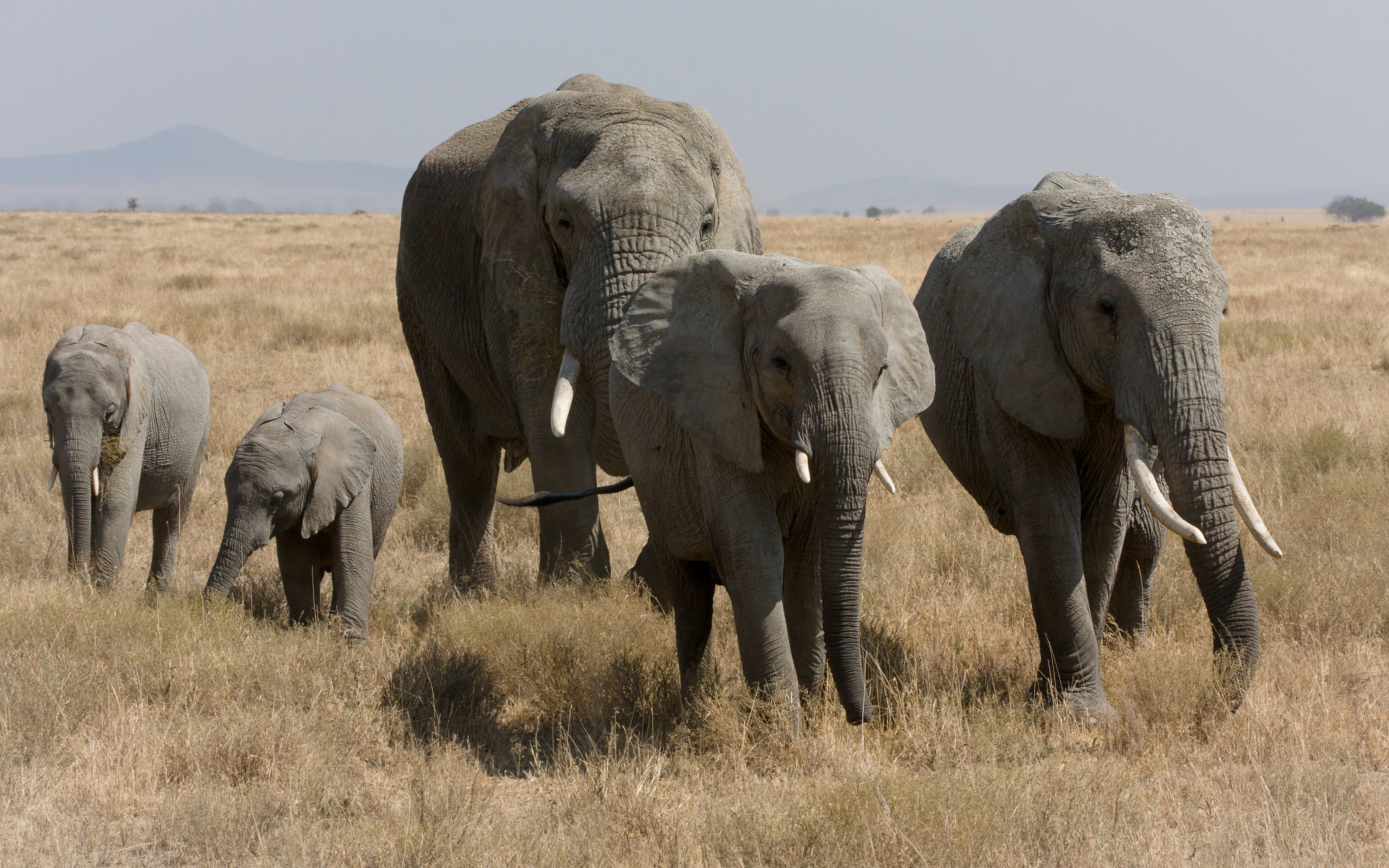 1474477 завантажити картинку тварина, африканський чагарниковий слон, слон - шпалери і заставки безкоштовно