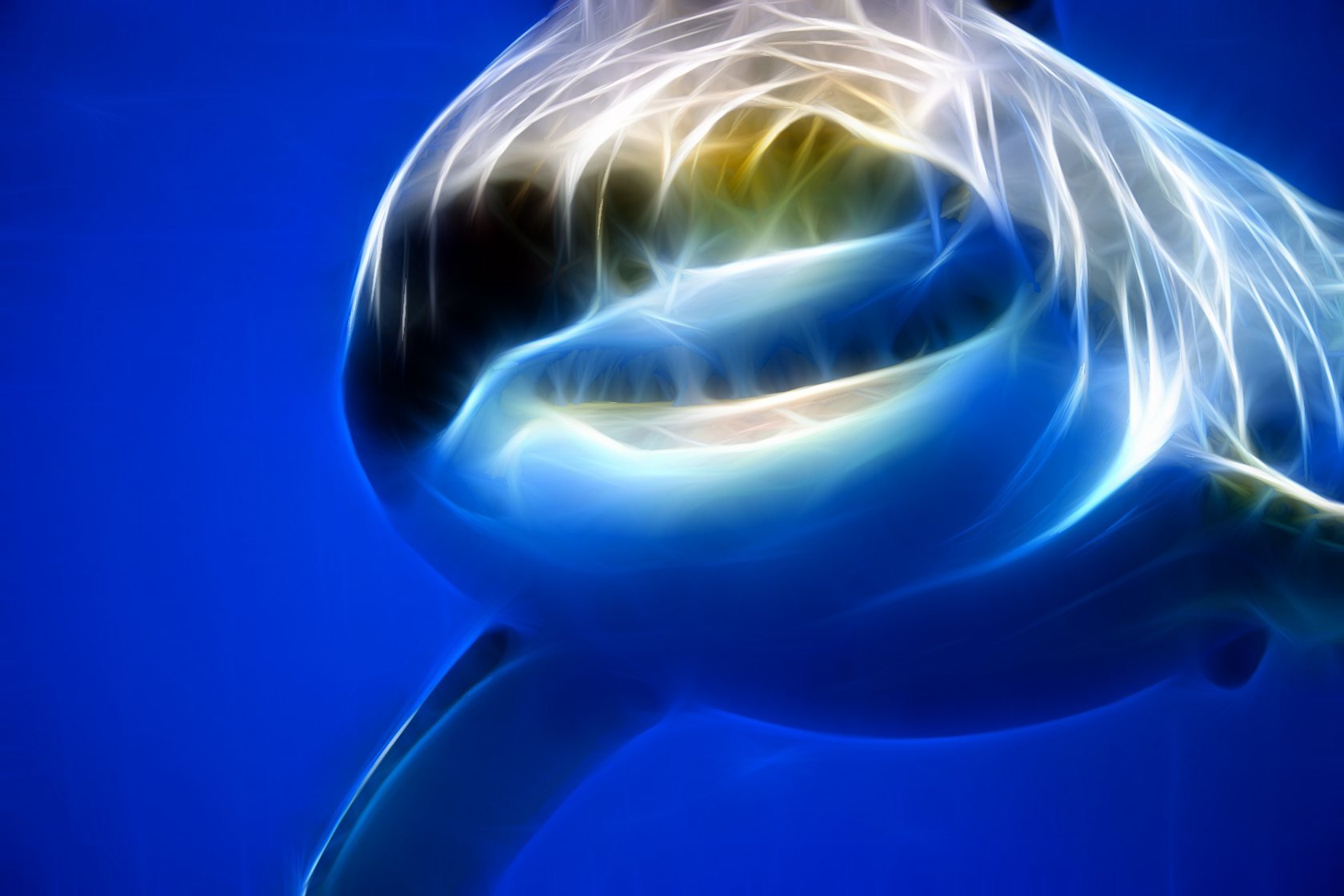 Descarga gratuita de fondo de pantalla para móvil de Tiburones, Tiburón, Animales.