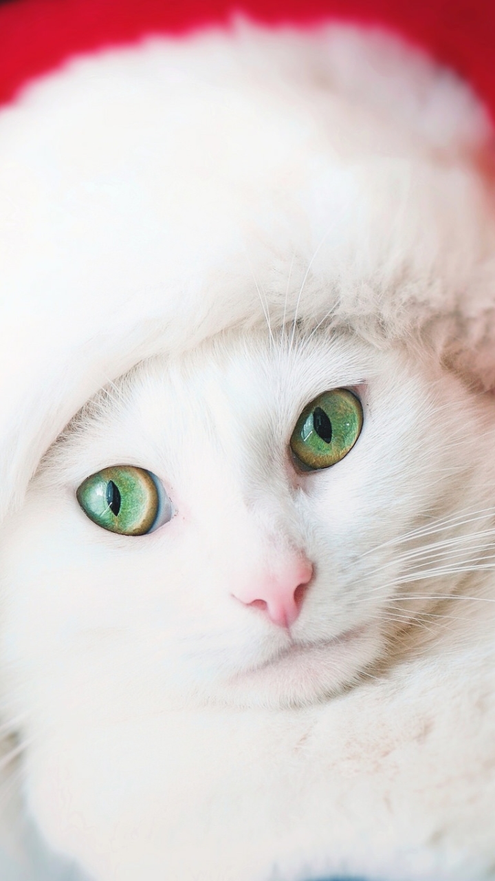 Download mobile wallpaper Cats, Cat, Animal, Green Eyes, Santa Hat, Stare for free.