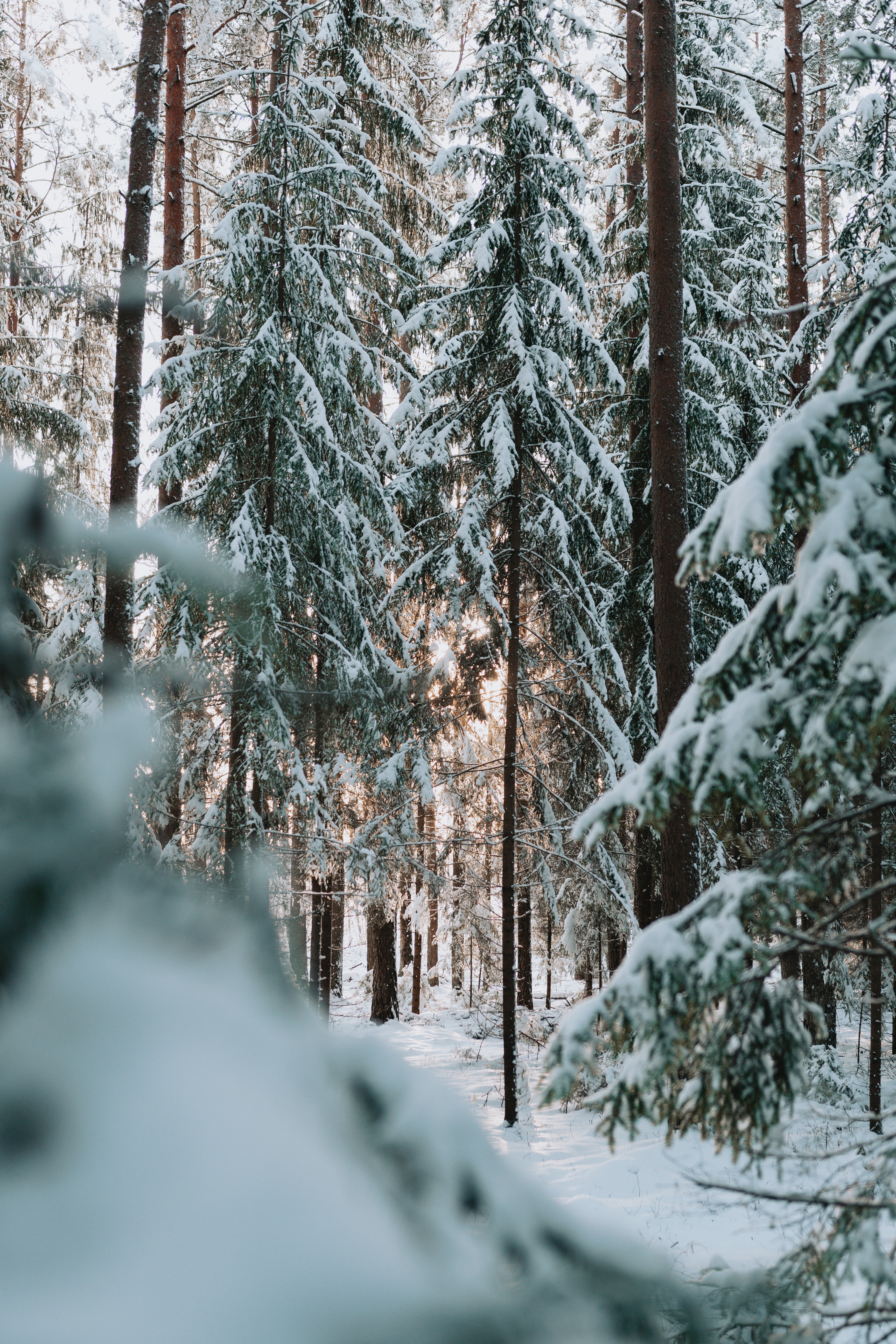winter, nature, trees, snow, forest, needles