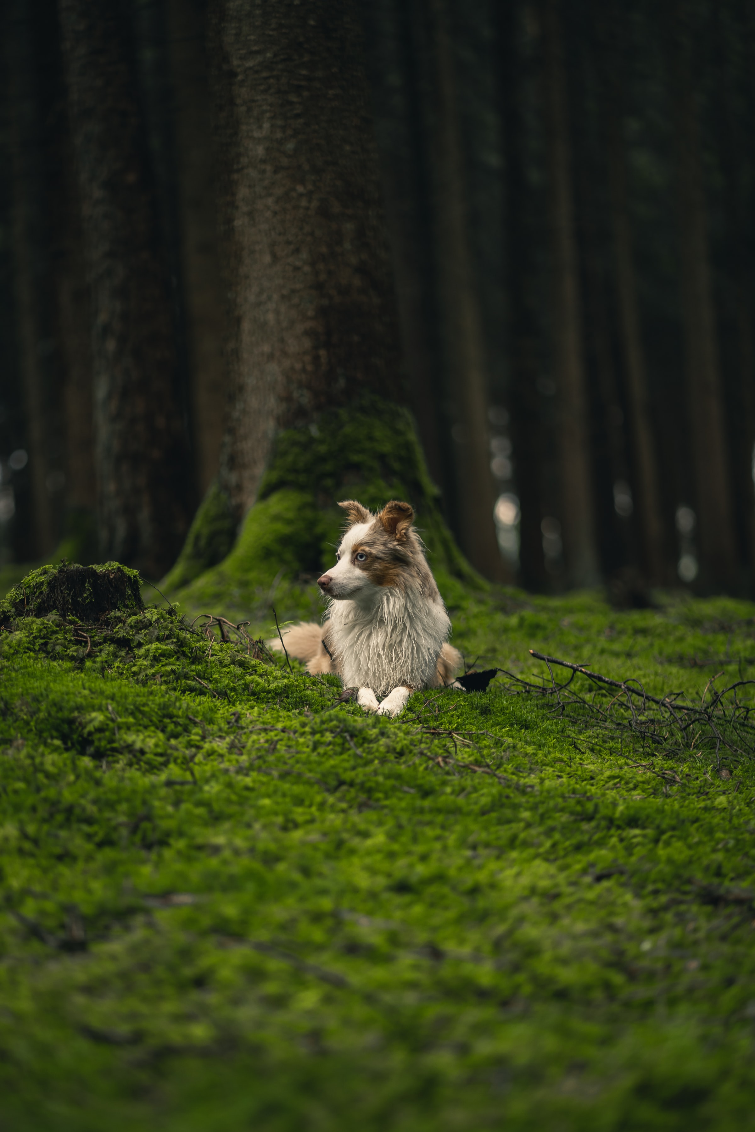 Free download wallpaper Animals, Grass, Dog, Pet, Sight, Opinion, Profile on your PC desktop