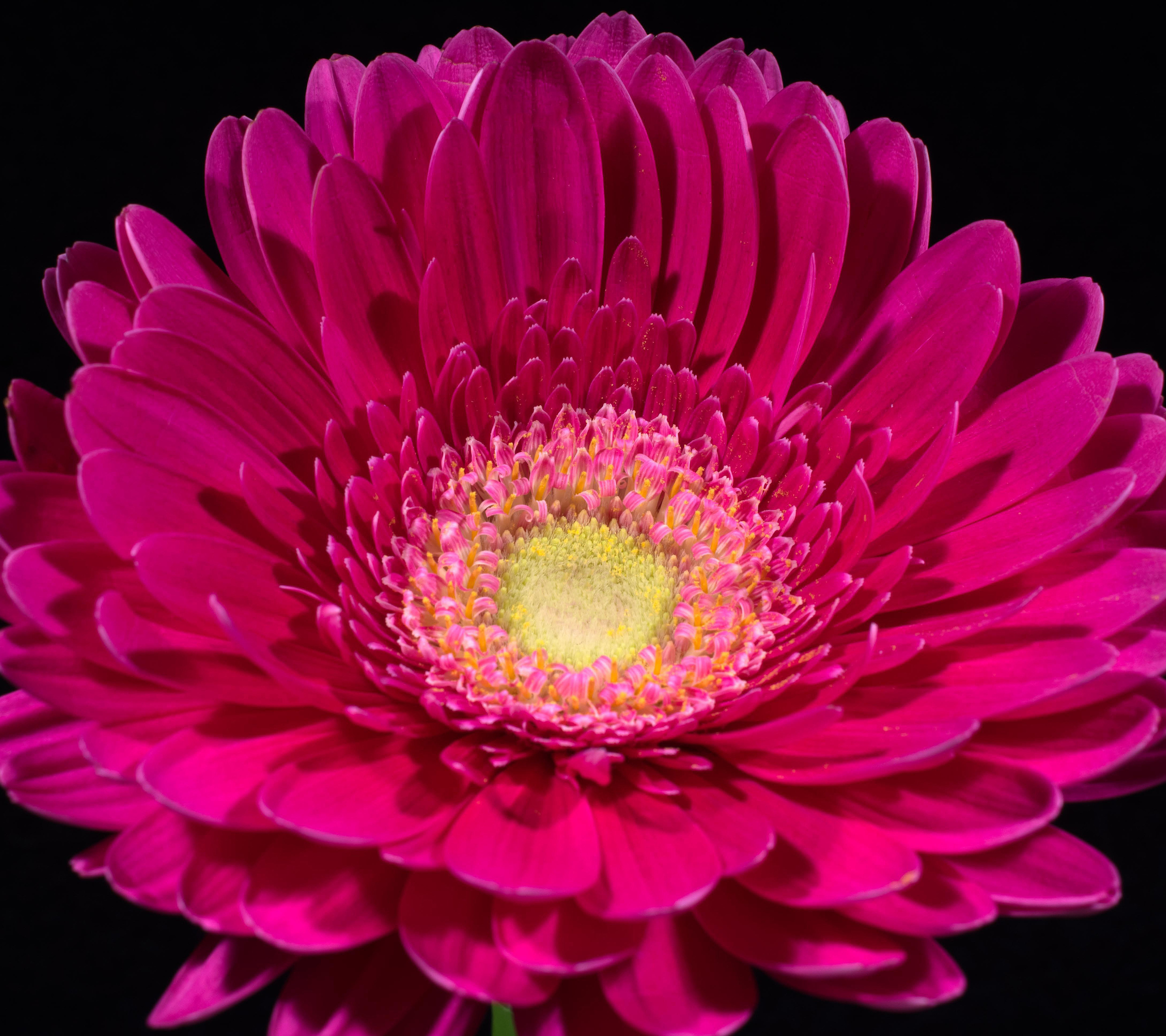 Download mobile wallpaper Flowers, Flower, Earth, Gerbera, Pink Flower for free.