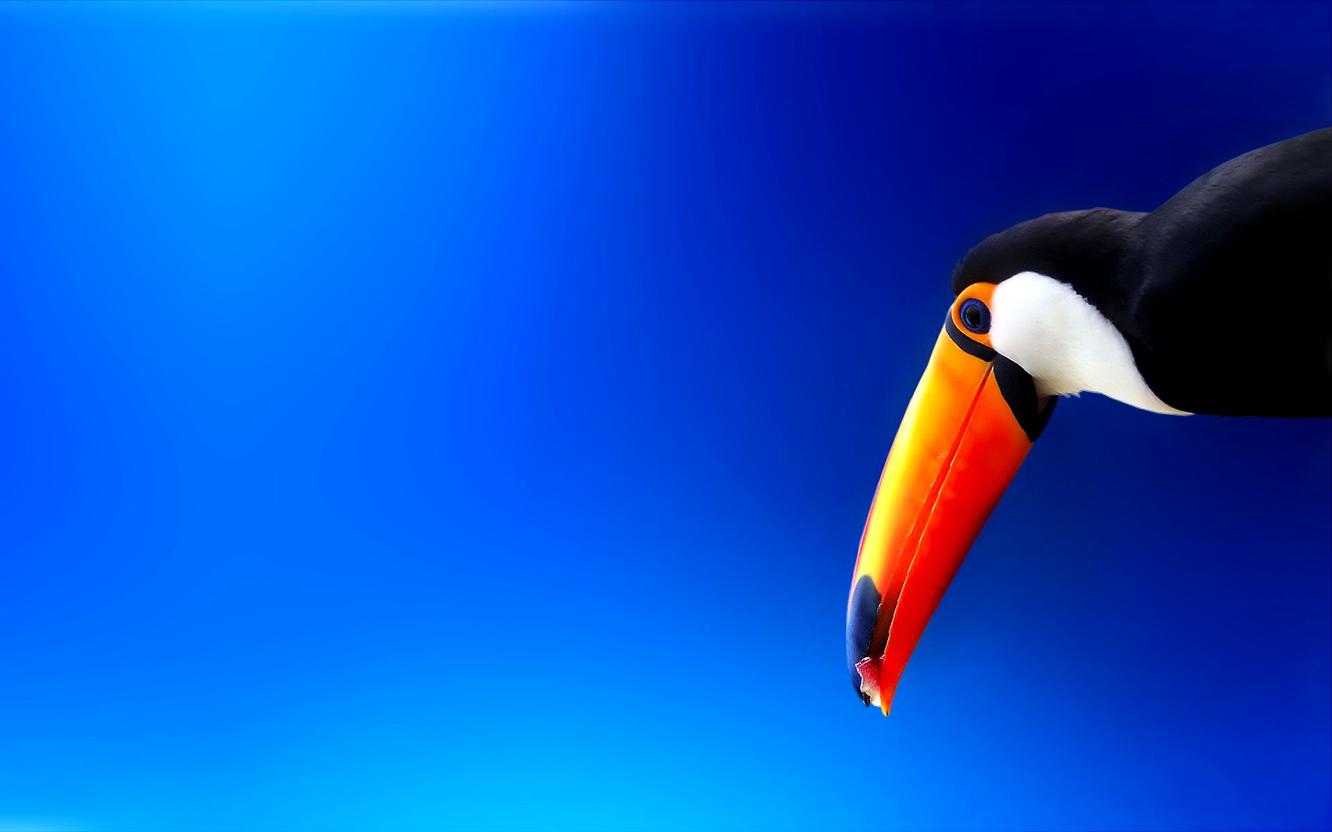 271472 télécharger l'image animaux, toco toucan, oiseau, bleu, coloré, toucan, des oiseaux - fonds d'écran et économiseurs d'écran gratuits